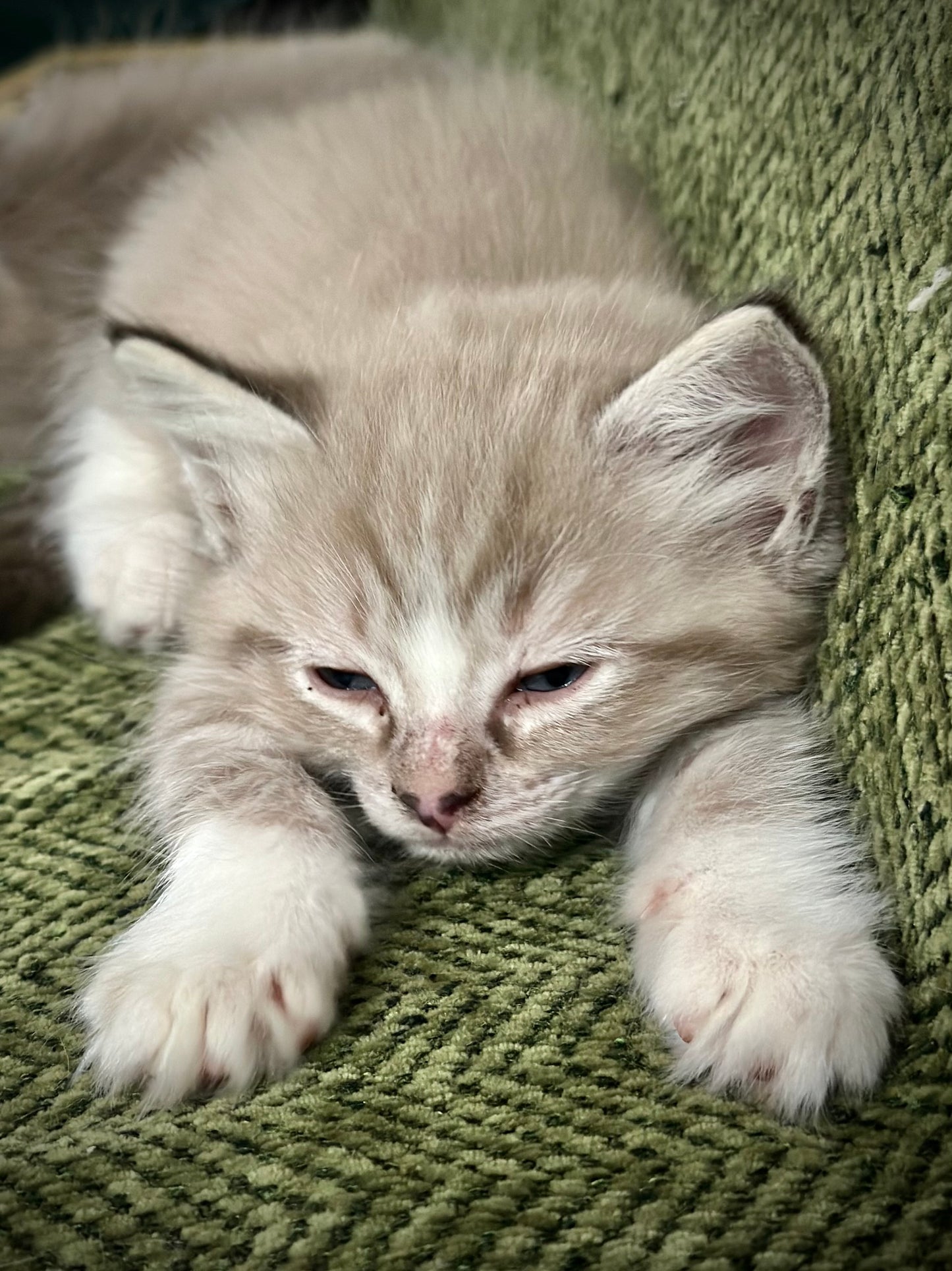 Ichiban - Sepia Seal Lynx mitted with Blaze- MALE - AVAILABLE 10/25/25