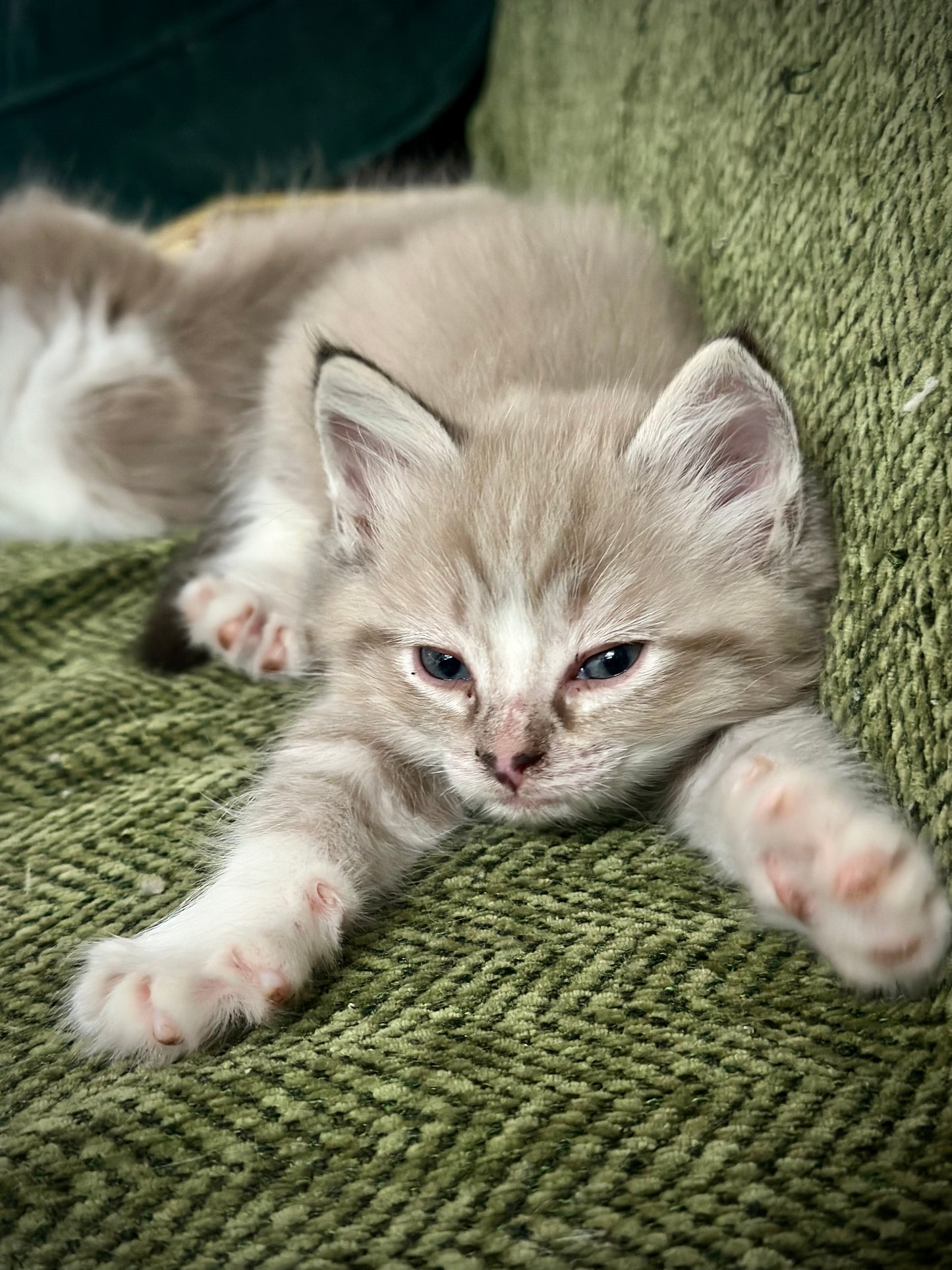 Ichiban - Sepia Seal Lynx mitted with Blaze- MALE - AVAILABLE 10/25/25