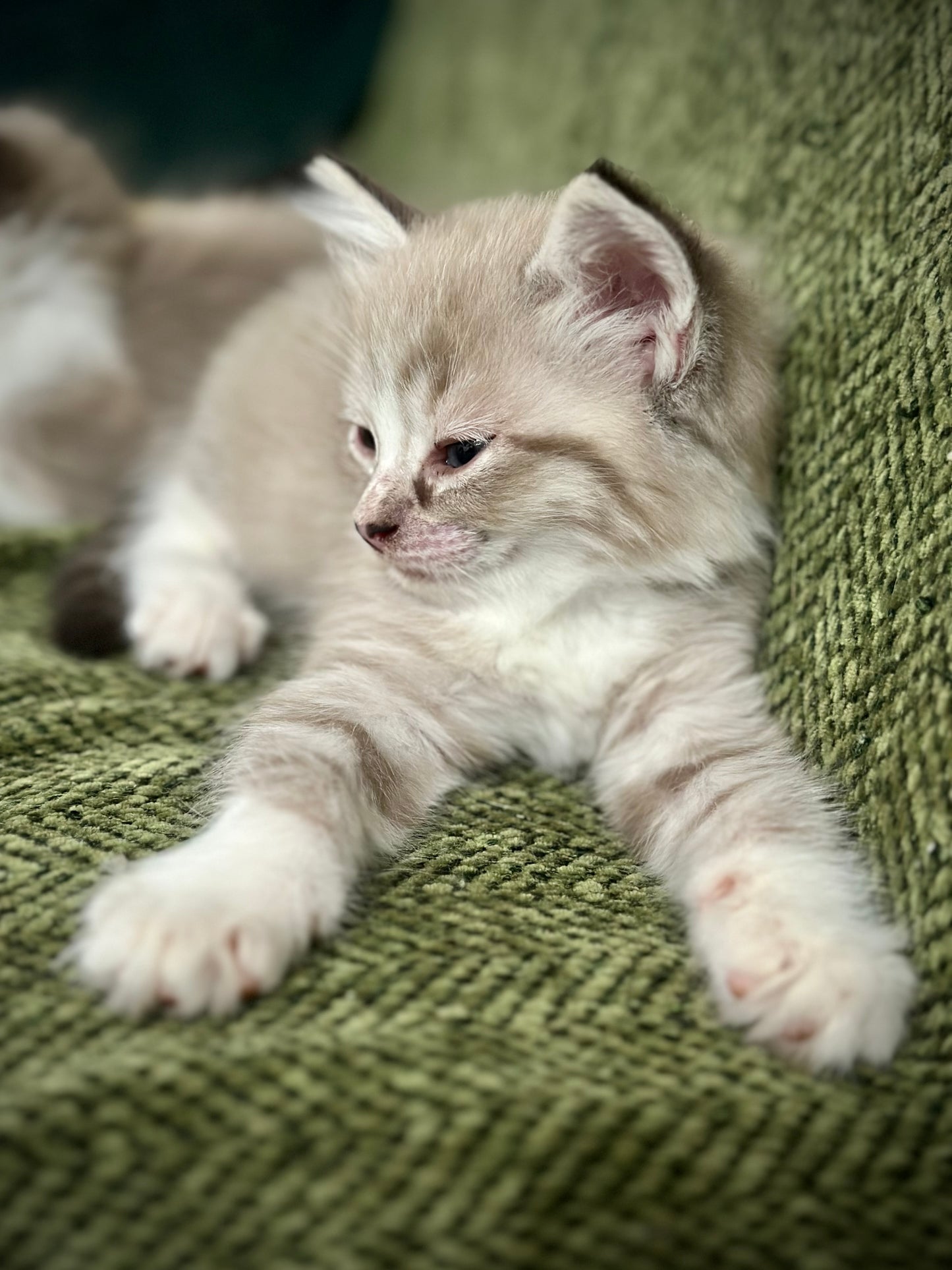 Ichiban - Sepia Seal Lynx mitted with Blaze- MALE - AVAILABLE 10/25/25