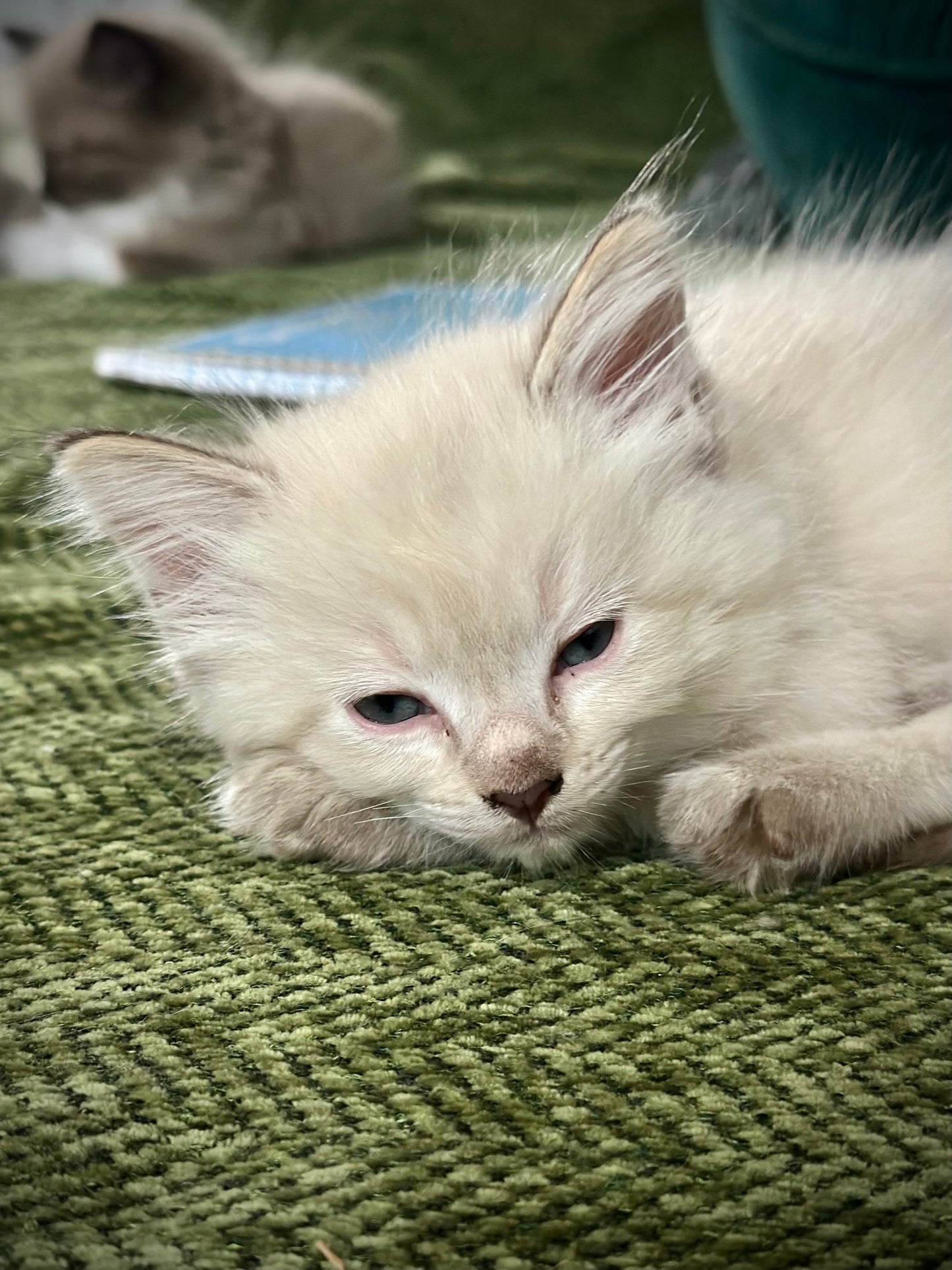 Banzai - Chocolate Lynx - MALE - AVAILABLE 10/25/25