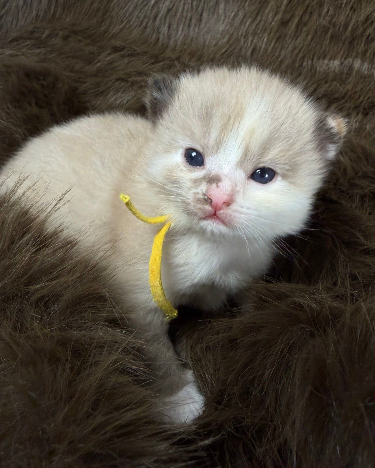Ember - Tortie Sepia Mitted - CHERUBIM FEMALE