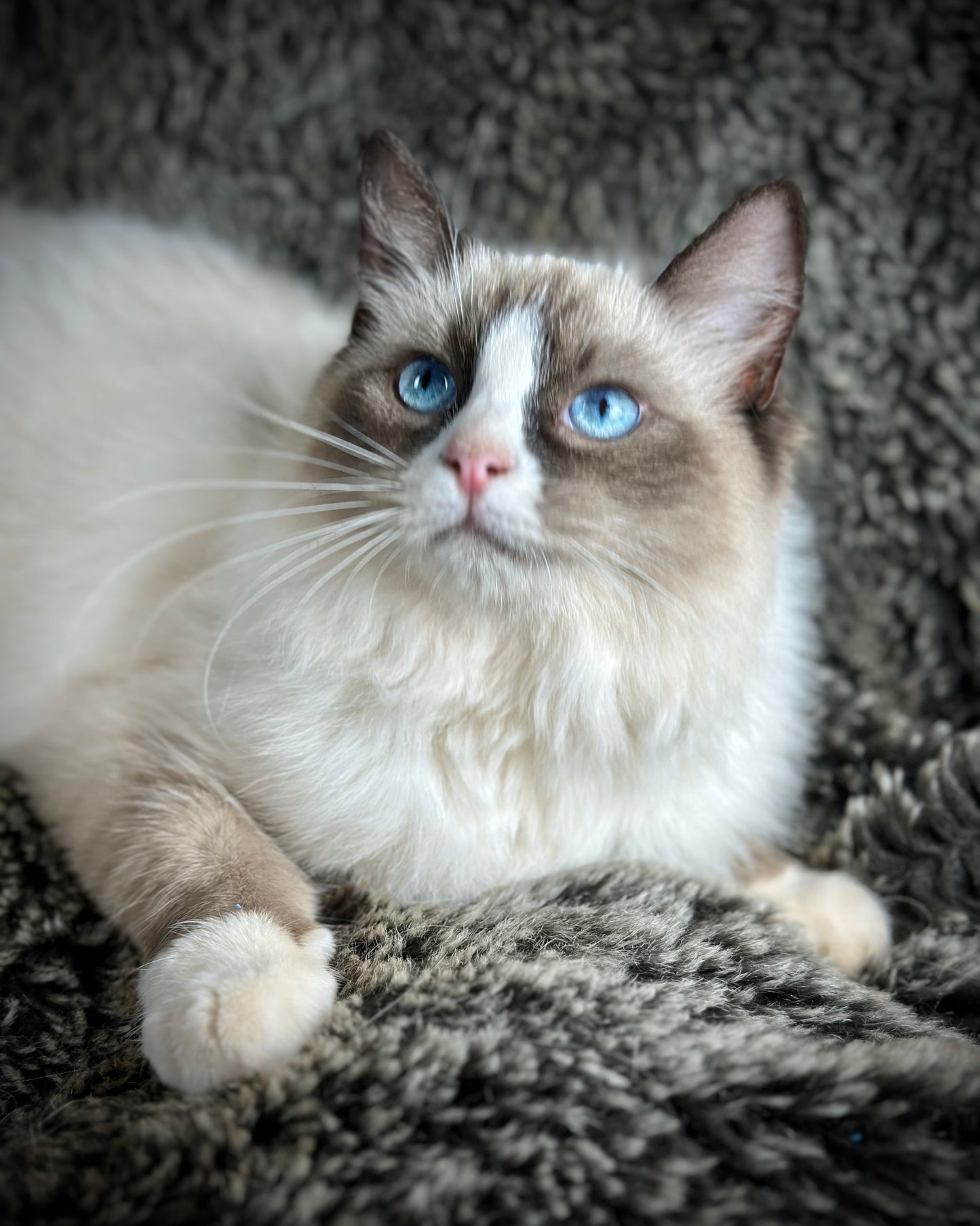 Sassy - Seal Traditional Bicolor - FEMALE - AVAILABLE - 7/4/25