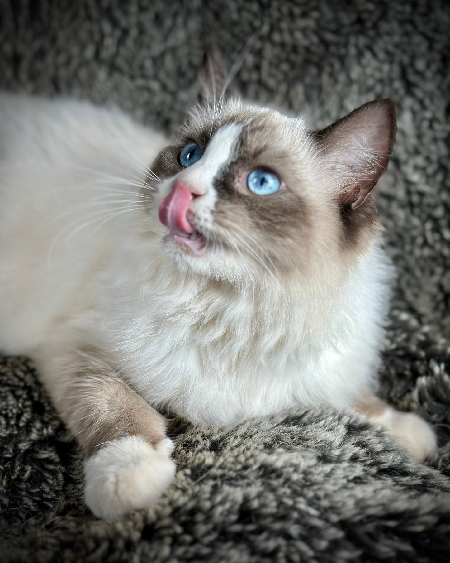 Sassy - Seal Traditional Bicolor - FEMALE - AVAILABLE - 7/4/25