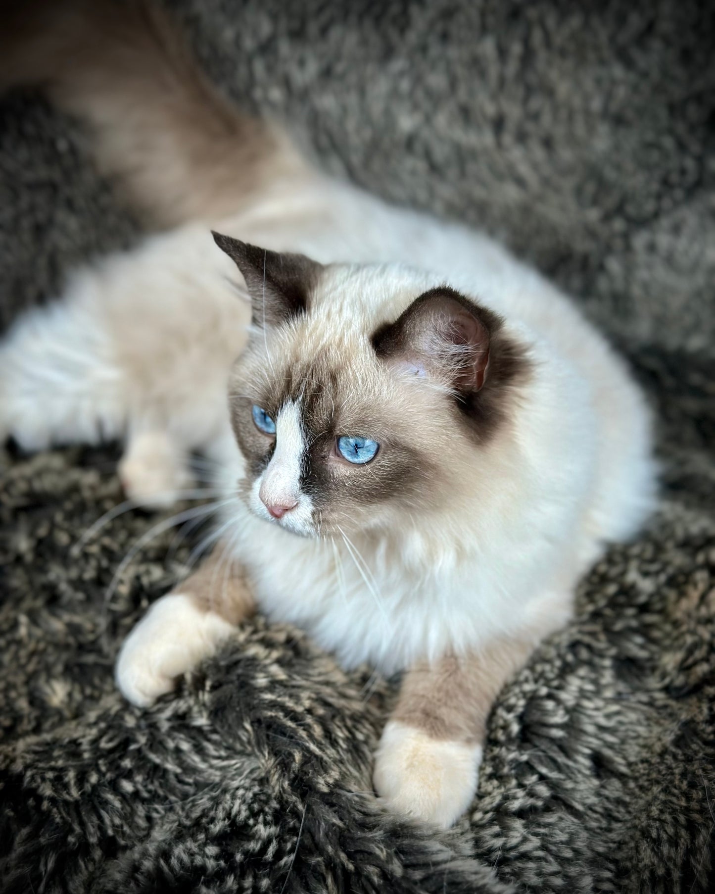 Sassy - Seal Traditional Bicolor - FEMALE - AVAILABLE - 7/4/25
