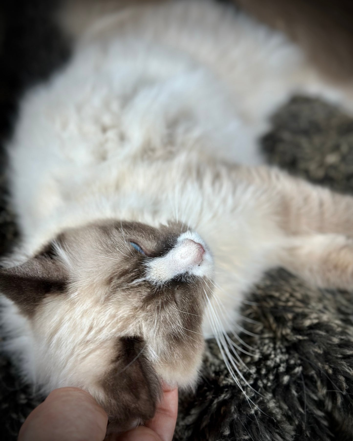 Sassy - Seal Traditional Bicolor - FEMALE - AVAILABLE - 7/4/25