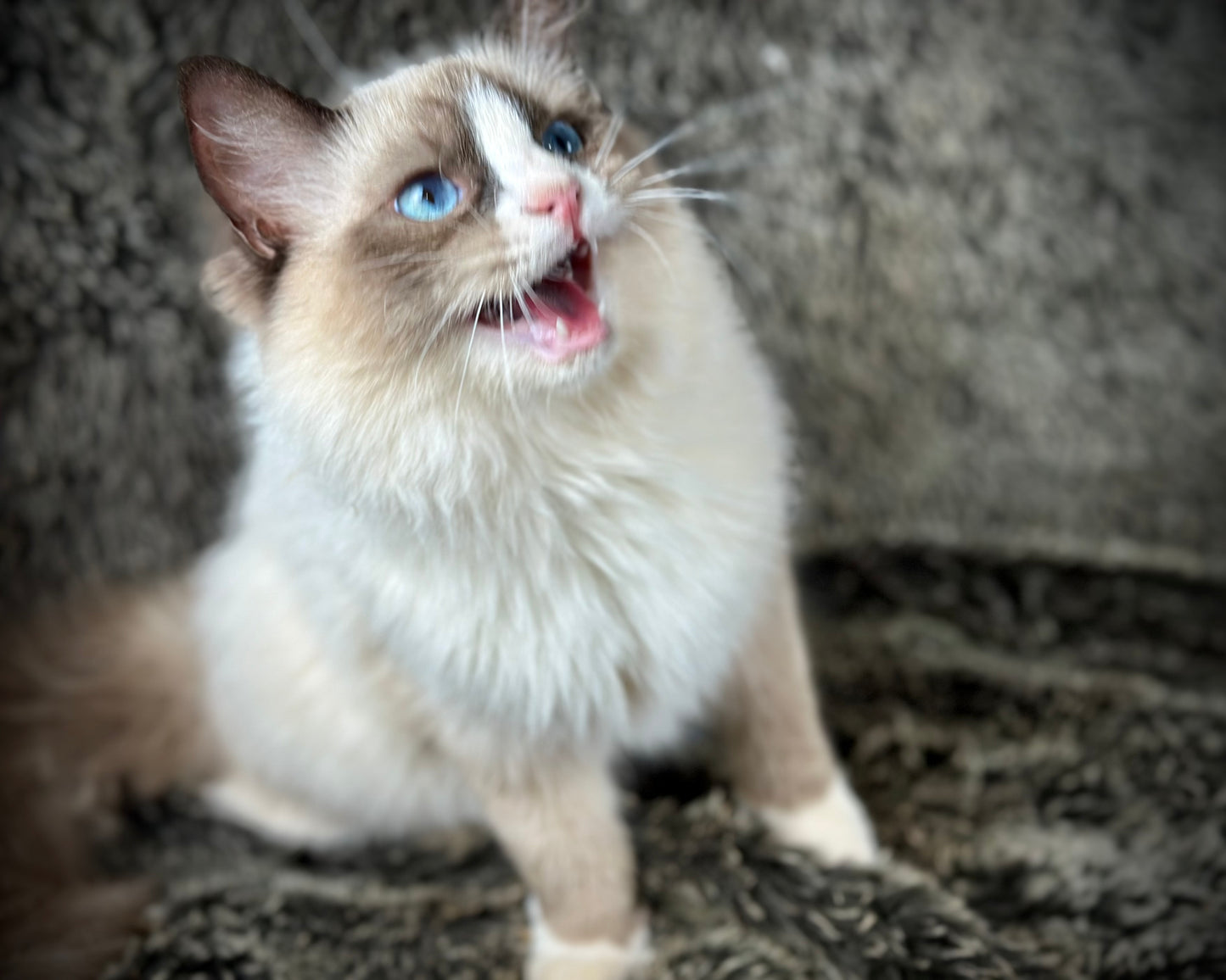 Sassy - Seal Traditional Bicolor - FEMALE - AVAILABLE - 7/4/25