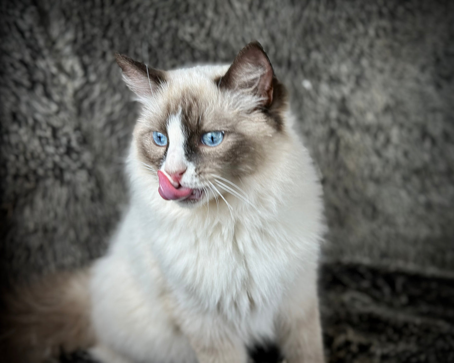Sassy - Seal Traditional Bicolor - FEMALE - AVAILABLE - 7/4/25