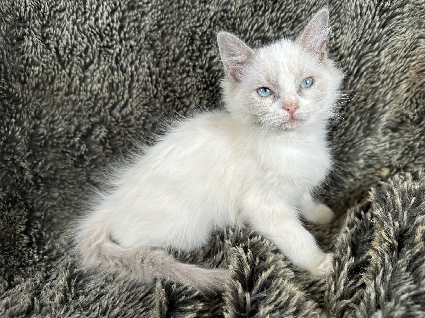 Fattie- Male - RESERVED