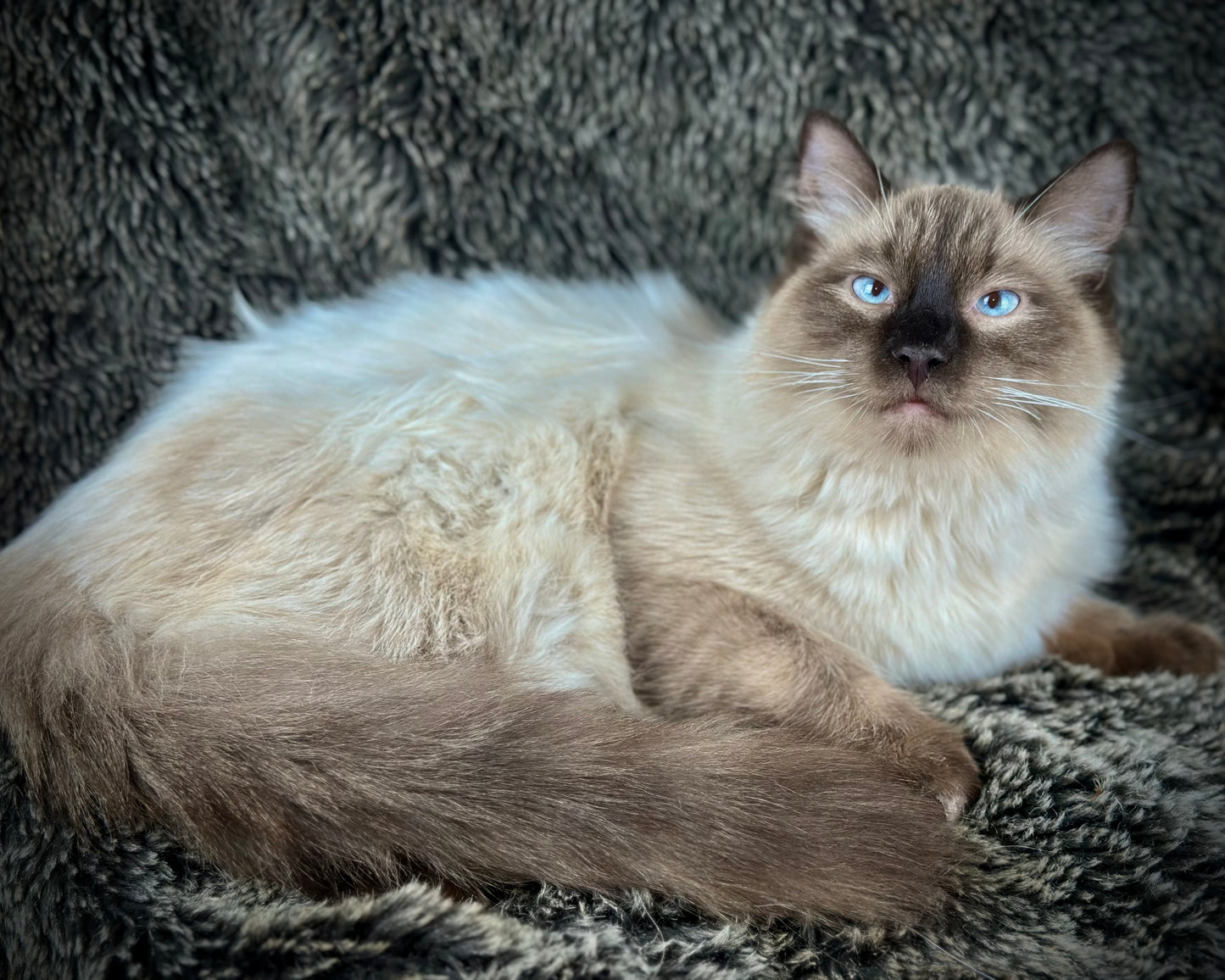 Boba - Seal Point - MALE - Available - 6/5/25 -