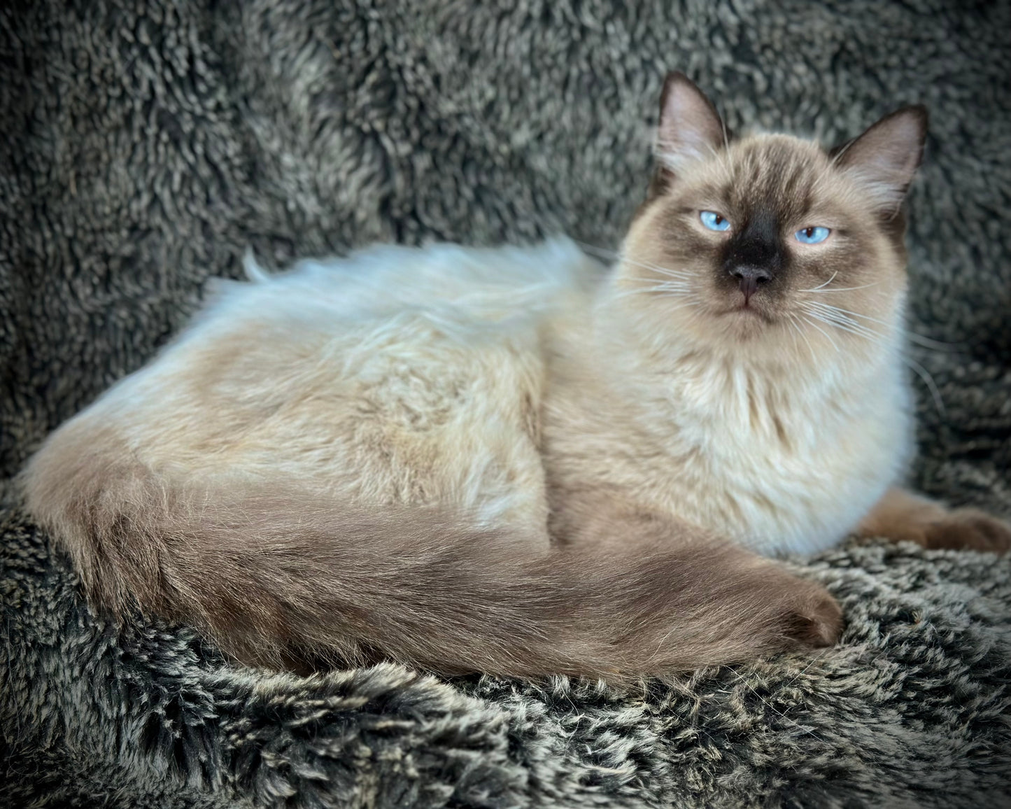 Boba - Seal Point - MALE - Available - 6/5/25 -
