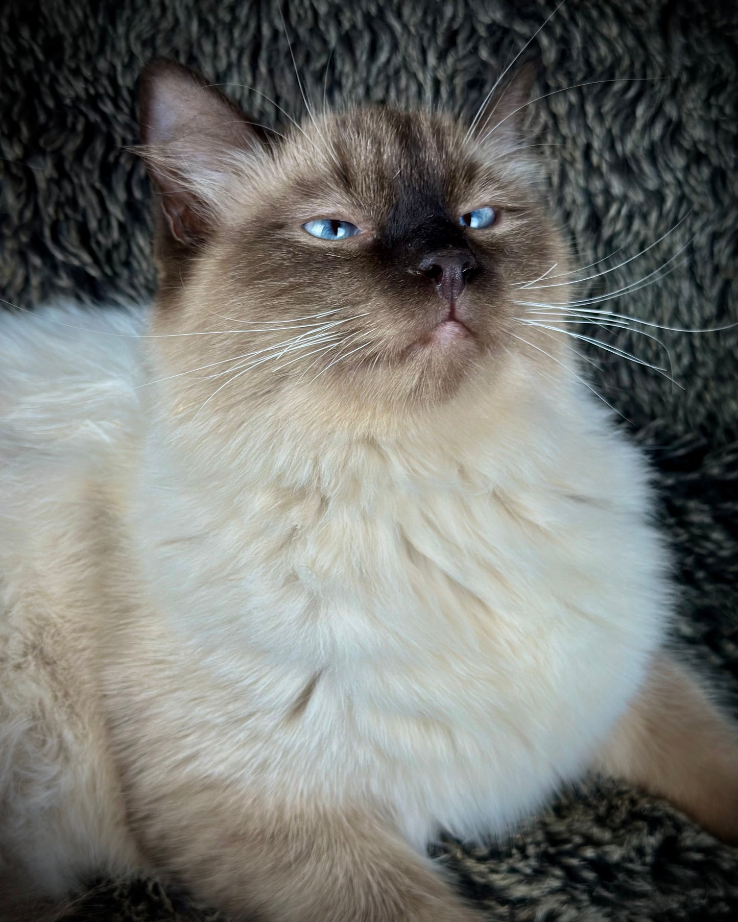 Boba - Seal Point - MALE - Available - 6/5/25 -