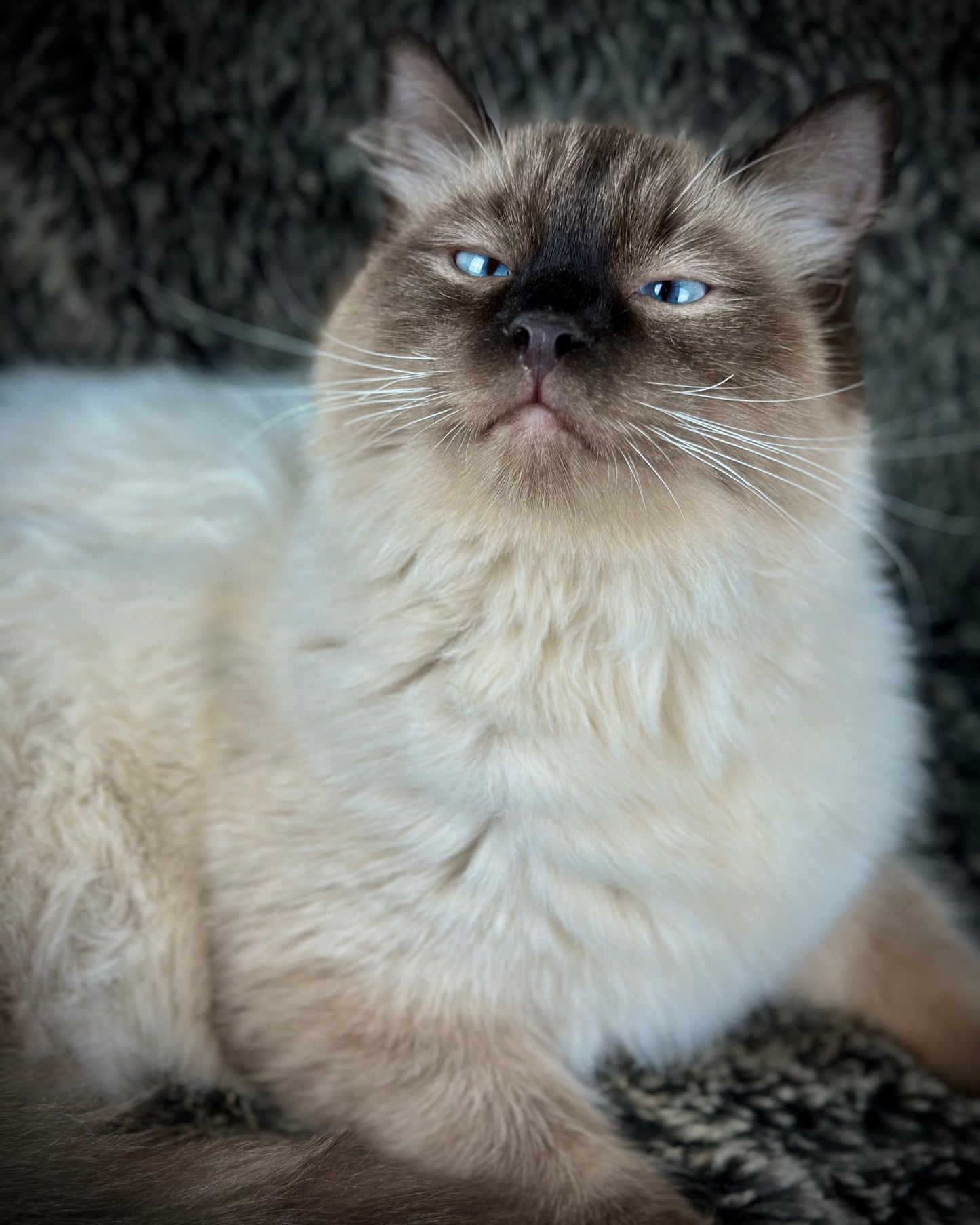 Boba - Seal Point - MALE - Available - 6/5/25 -