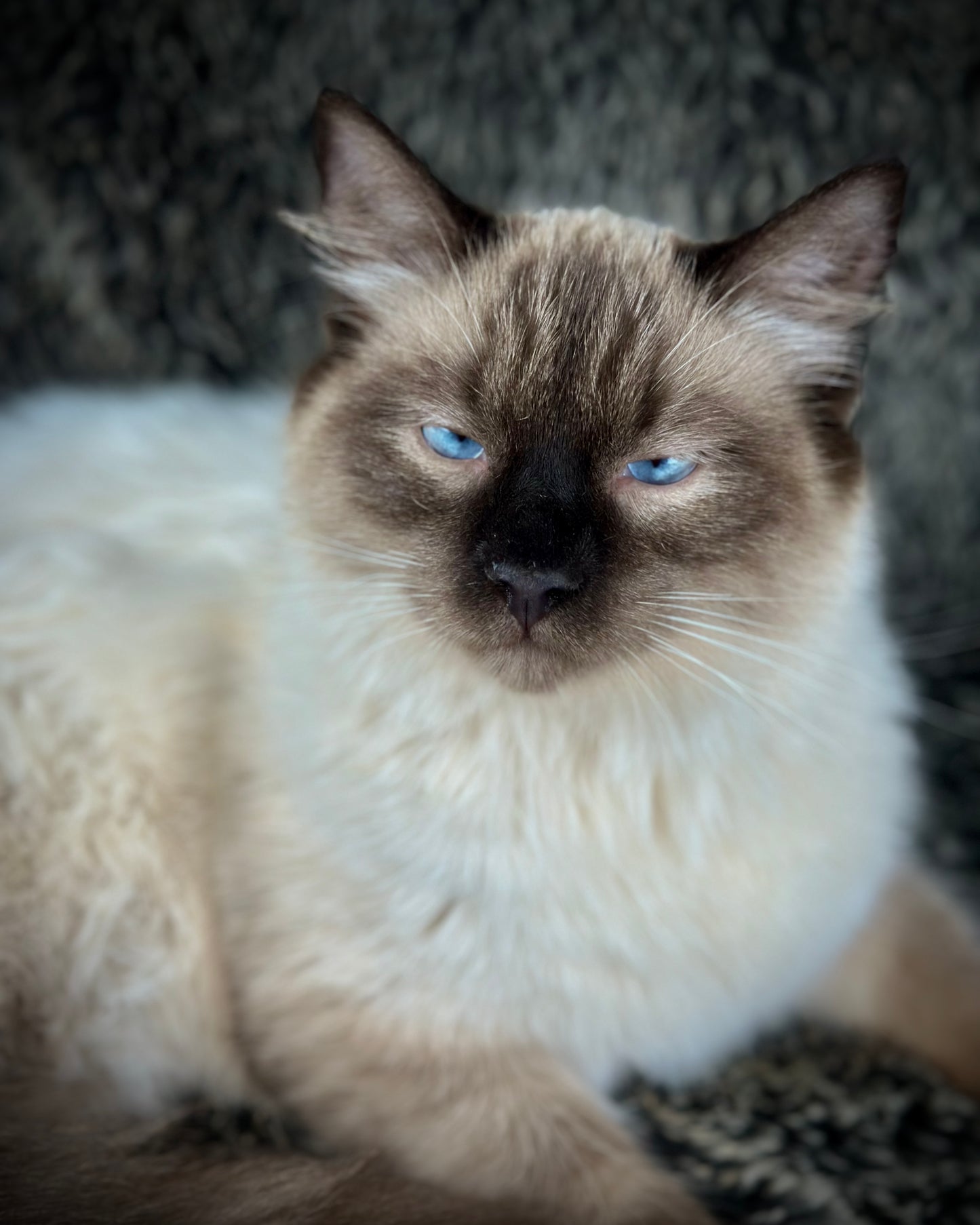 Boba - Seal Point - MALE - Available - 6/5/25 -