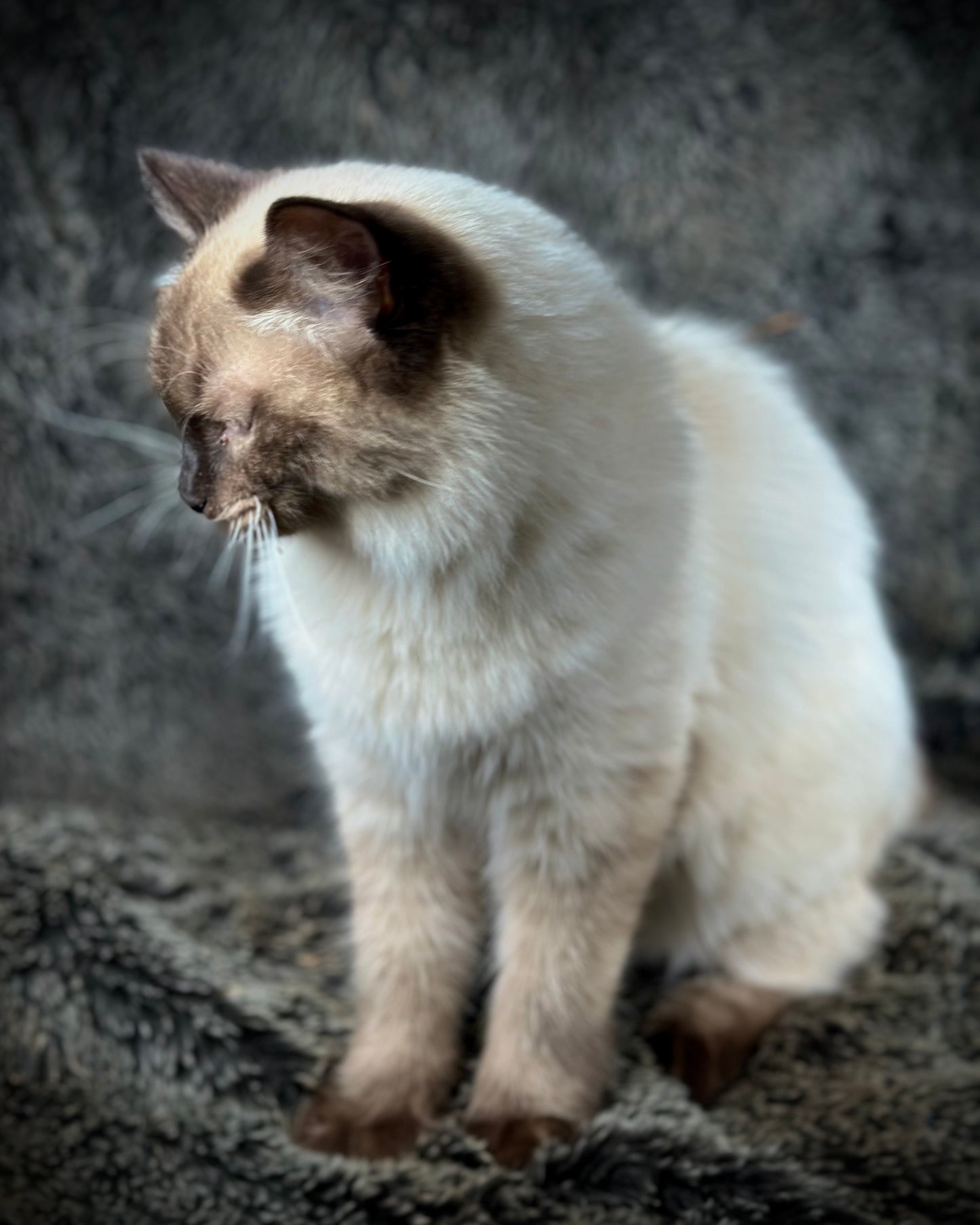 Boba - Seal Point - MALE - Available - 6/5/25 -