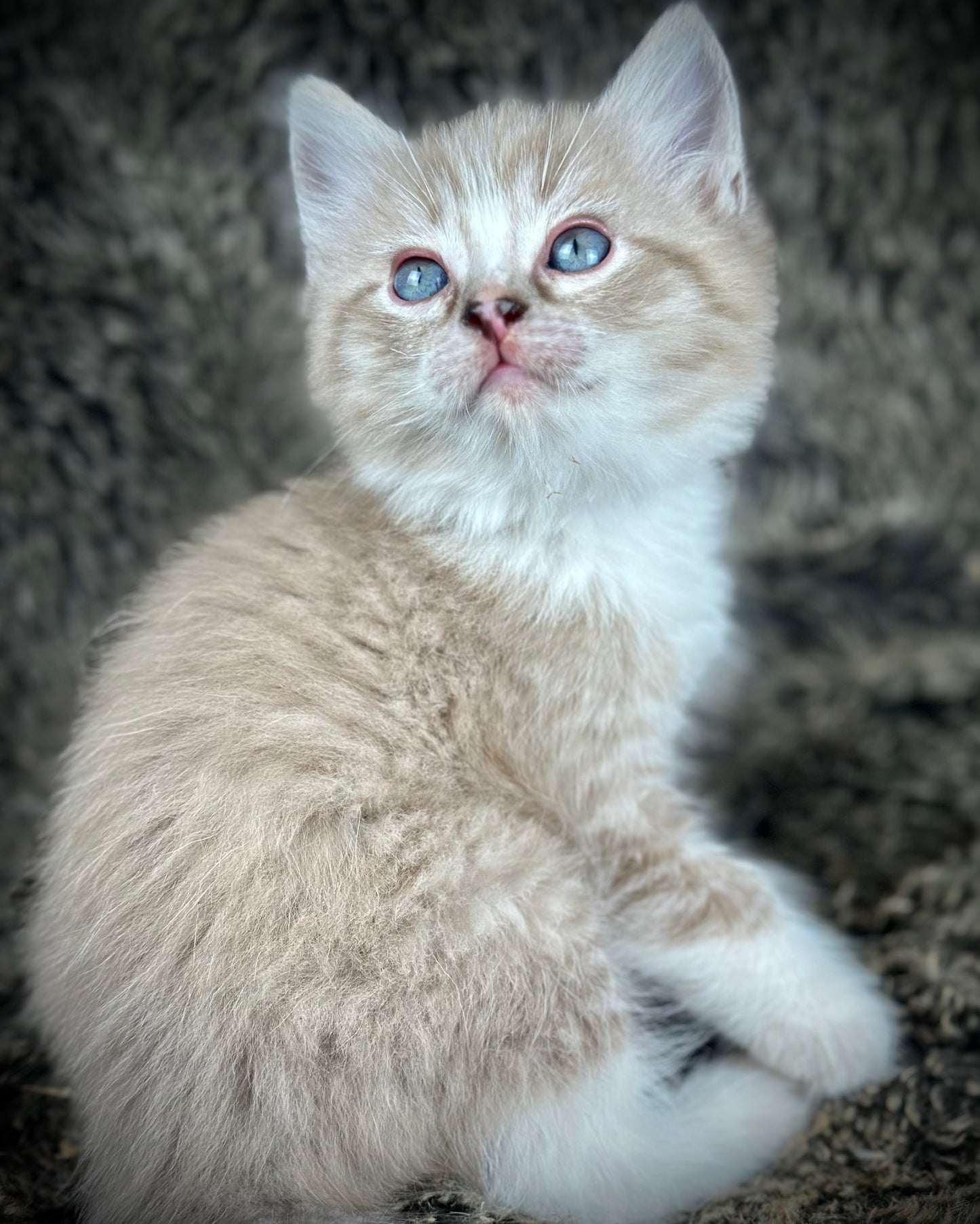 Ichiban - Sepia Seal Lynx mitted with Blaze- MALE - AVAILABLE 10/25/25