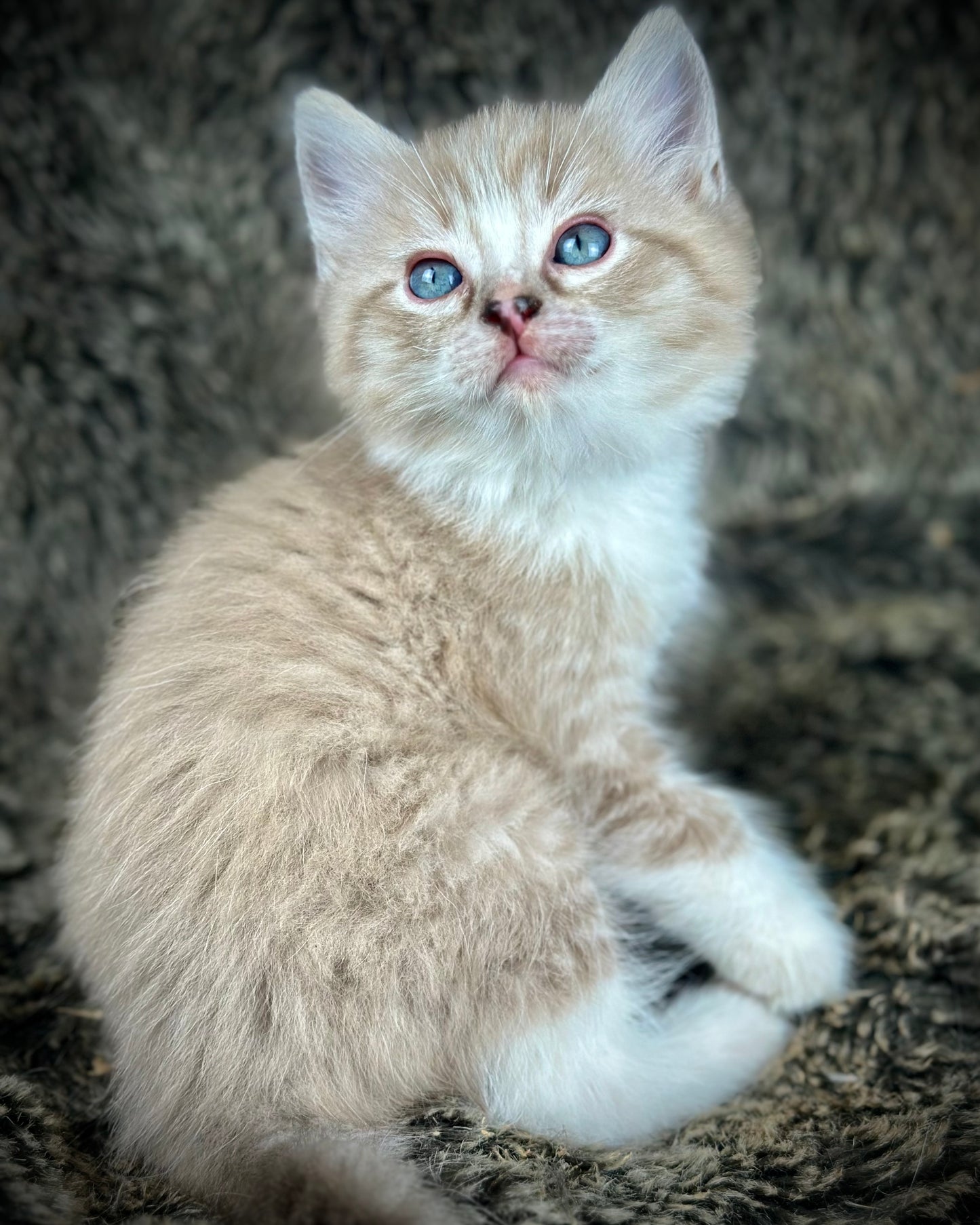 Ichiban - Sepia Seal Lynx mitted with Blaze- MALE - AVAILABLE 10/25/25