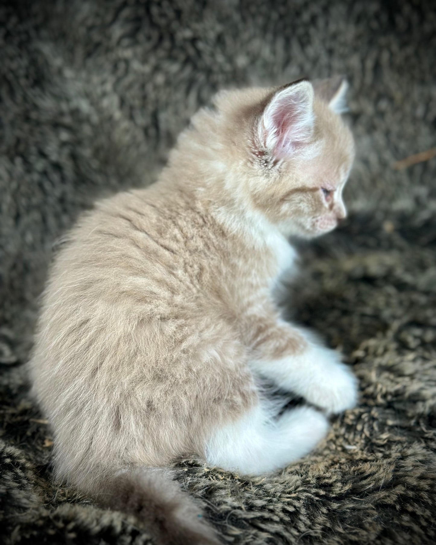 Ichiban - Sepia Seal Lynx mitted with Blaze- MALE - AVAILABLE 10/25/25