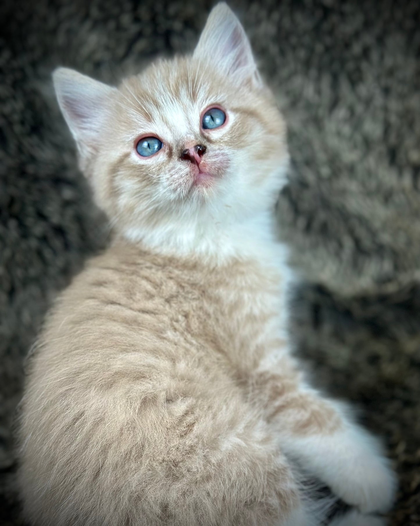 Ichiban - Sepia Seal Lynx mitted with Blaze- MALE - AVAILABLE 10/25/25