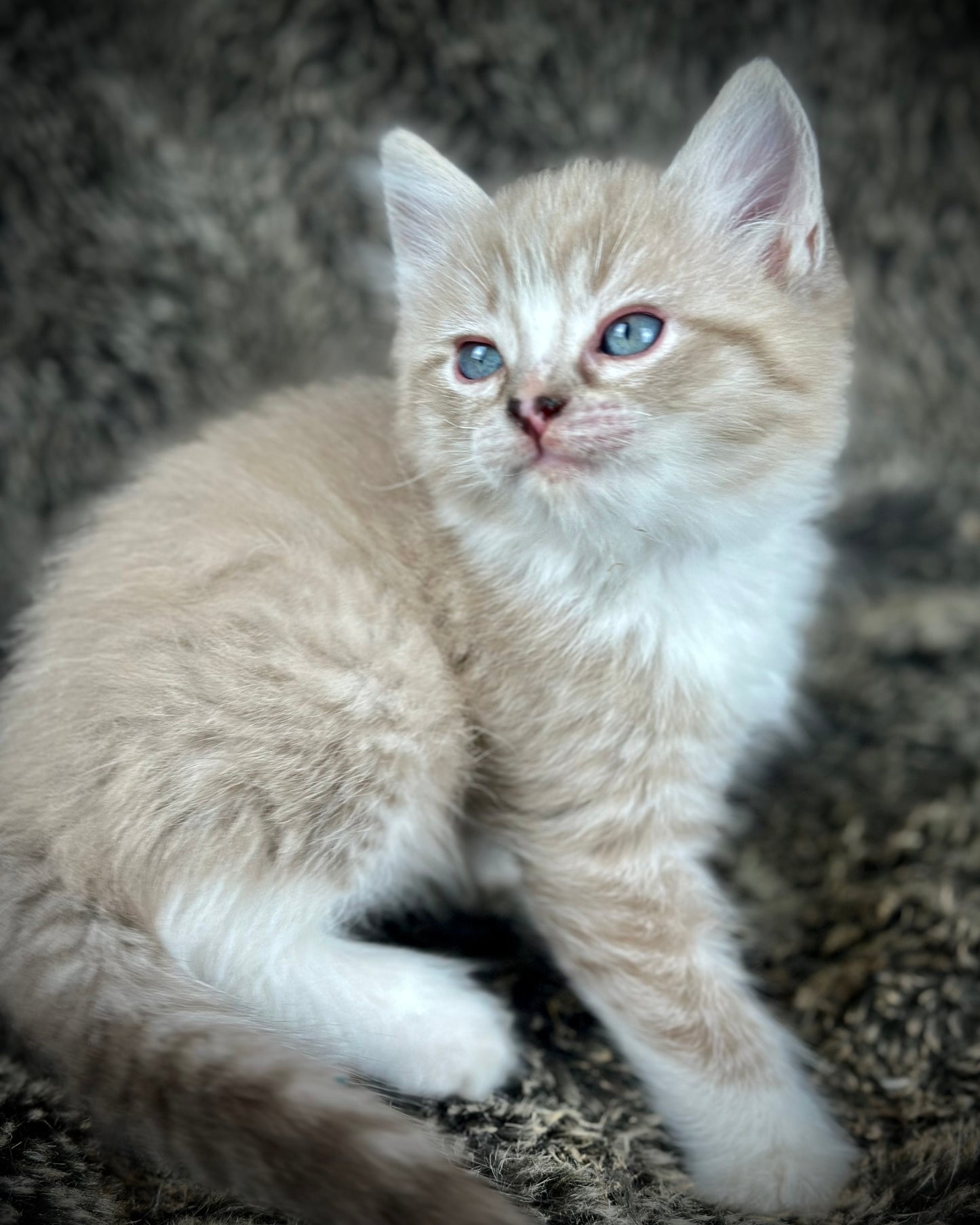Ichiban - Sepia Seal Lynx mitted with Blaze- MALE - AVAILABLE 10/25/25