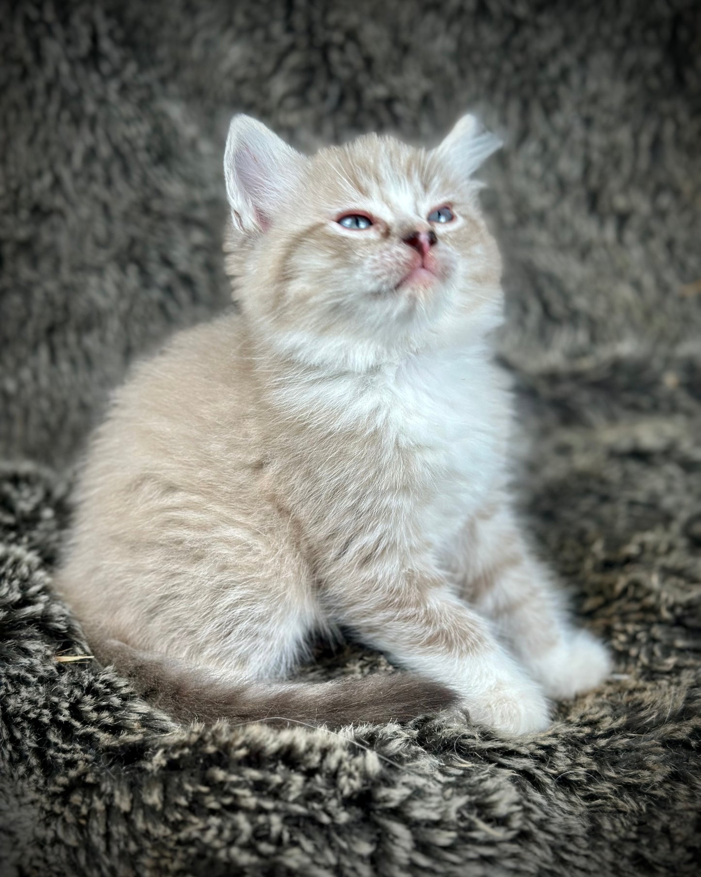 Ichiban - Sepia Seal Lynx mitted with Blaze- MALE - AVAILABLE 10/25/25