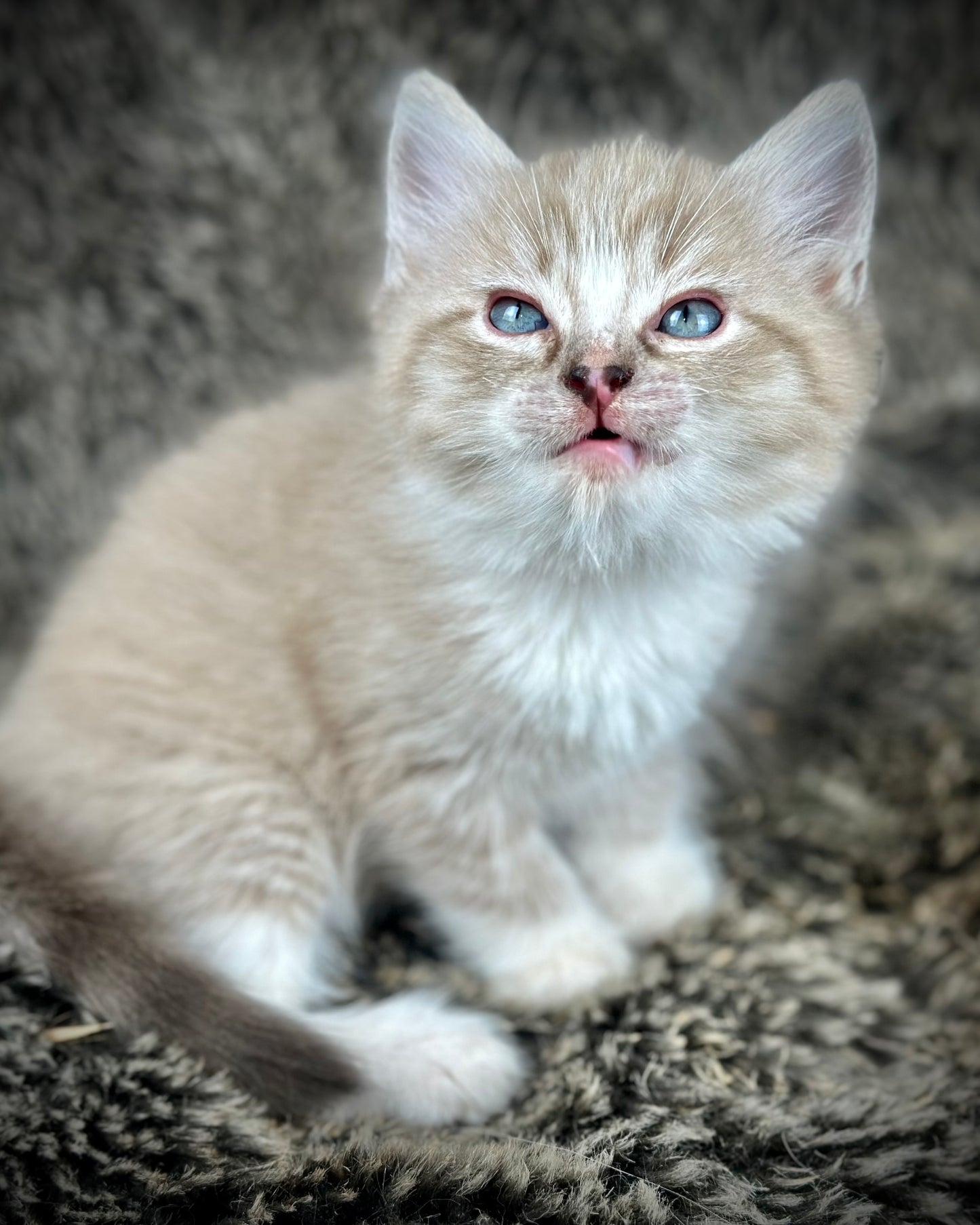 Ichiban - Sepia Seal Lynx mitted with Blaze- MALE - AVAILABLE 10/25/25