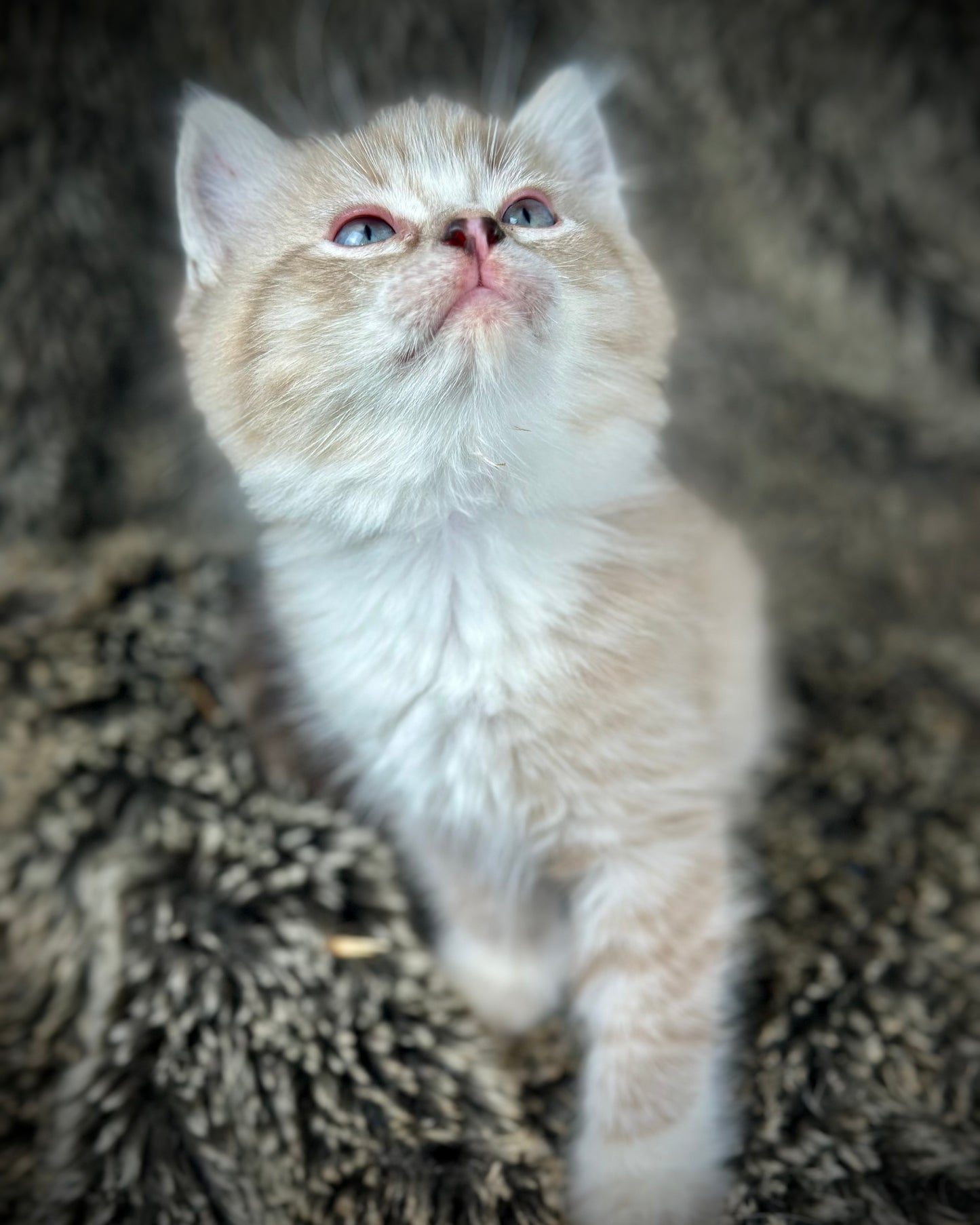 Ichiban - Sepia Seal Lynx mitted with Blaze- MALE - AVAILABLE 10/25/25