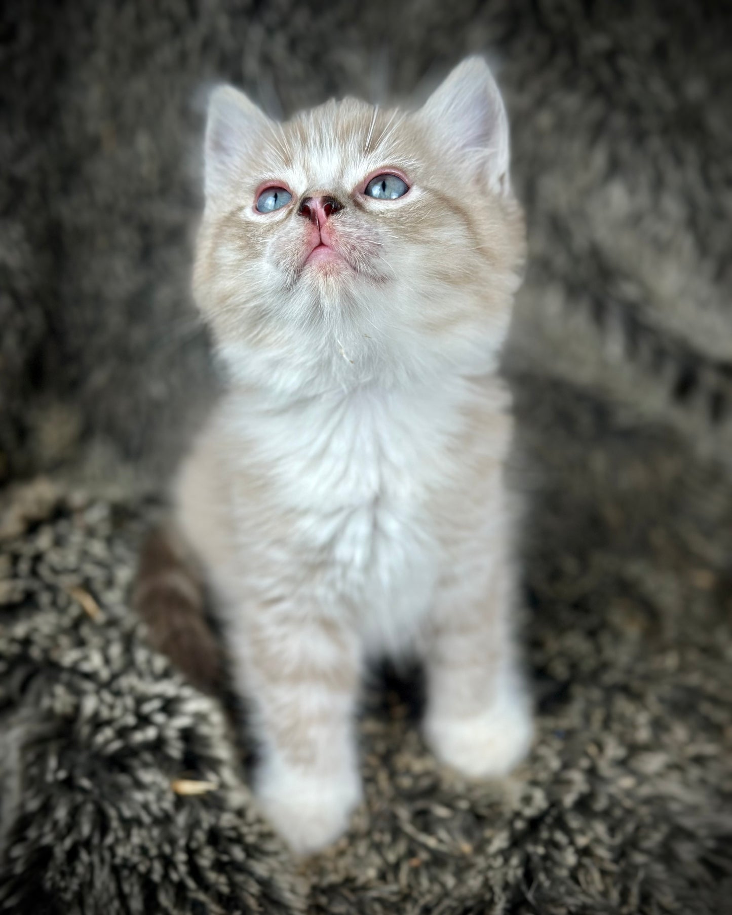 Ichiban - Sepia Seal Lynx mitted with Blaze- MALE - AVAILABLE 10/25/25