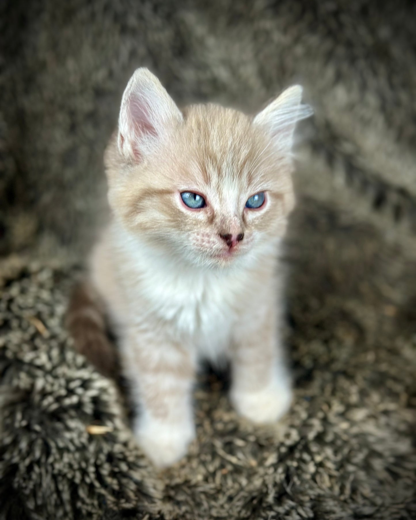 Ichiban - Sepia Seal Lynx mitted with Blaze- MALE - AVAILABLE 10/25/25