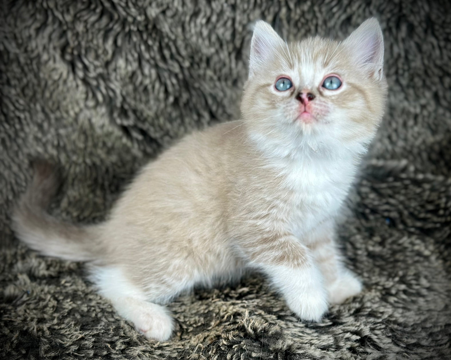 Ichiban - Sepia Seal Lynx mitted with Blaze- MALE - AVAILABLE 10/25/25