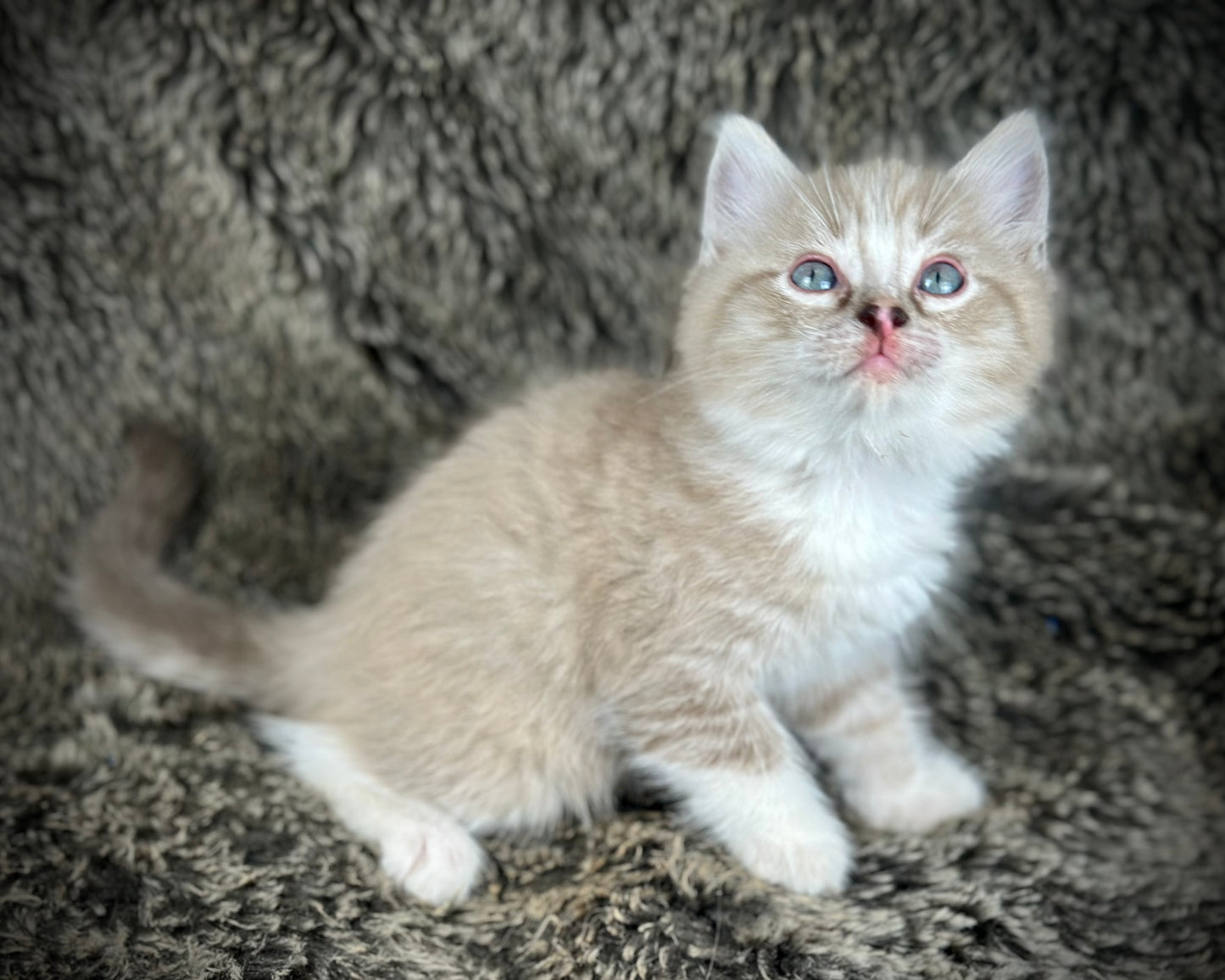 Ichiban - Sepia Seal Lynx mitted with Blaze- MALE - AVAILABLE 10/25/25
