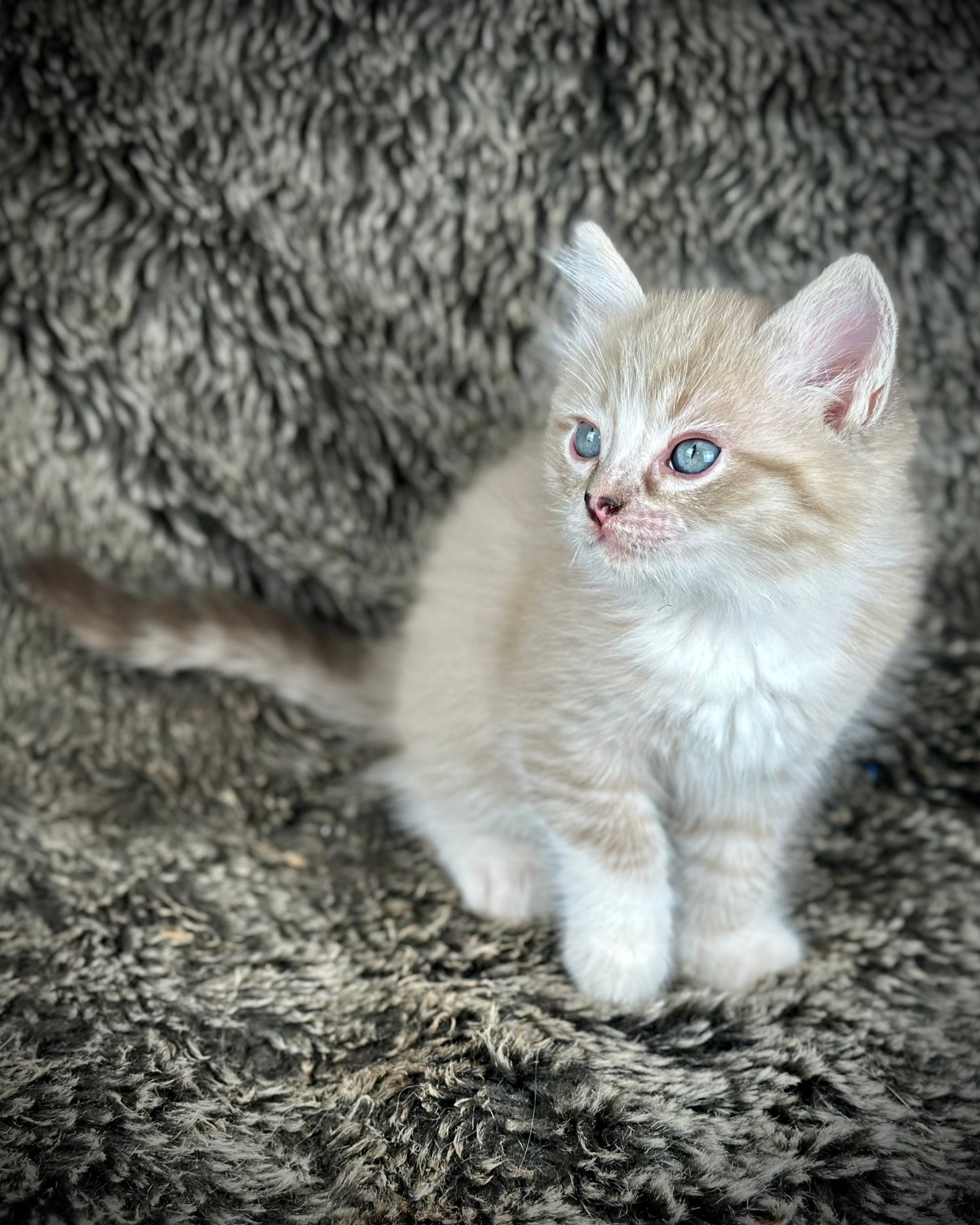 Ichiban - Sepia Seal Lynx mitted with Blaze- MALE - AVAILABLE 10/25/25