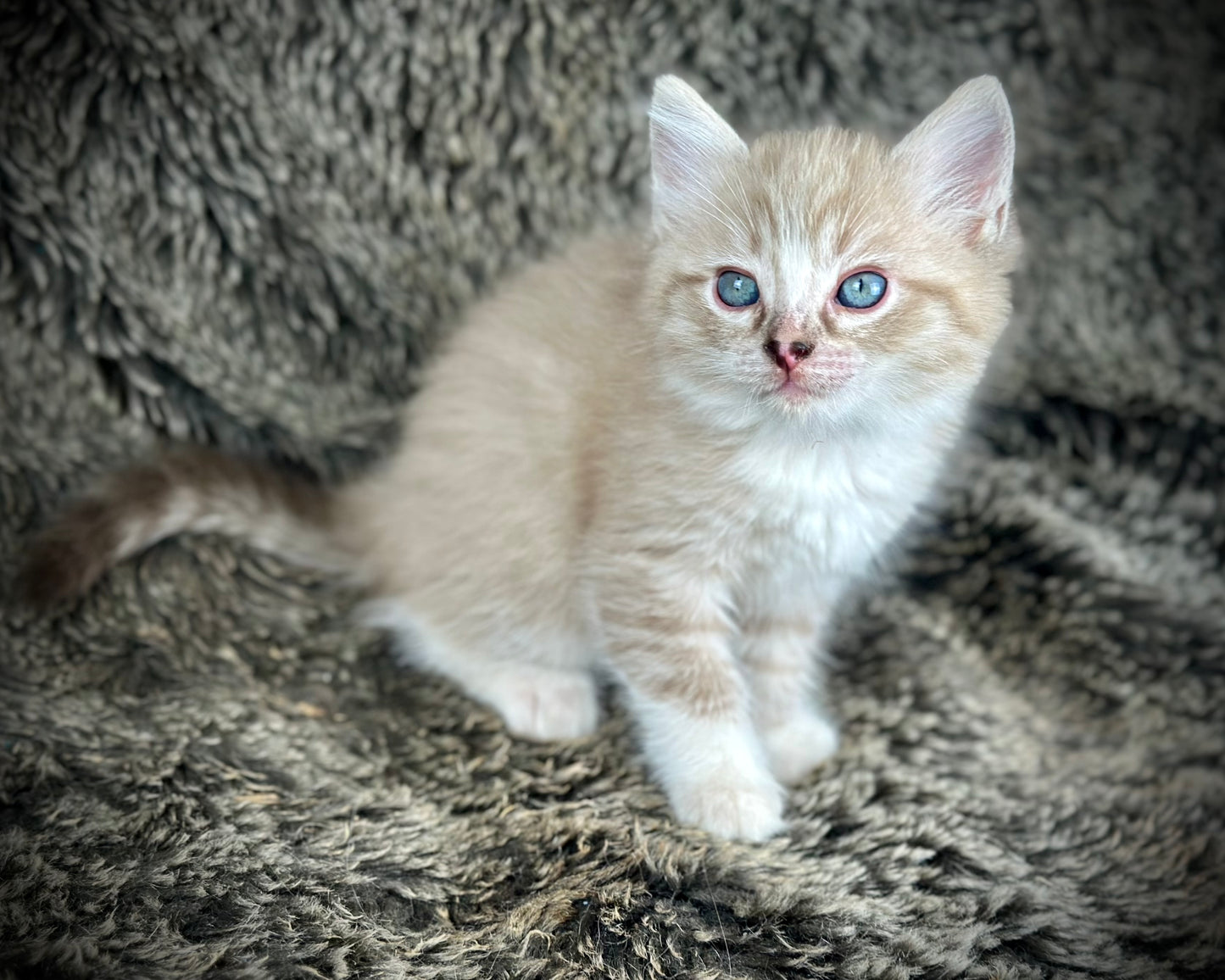 Ichiban - Sepia Seal Lynx mitted with Blaze- MALE - AVAILABLE 10/25/25