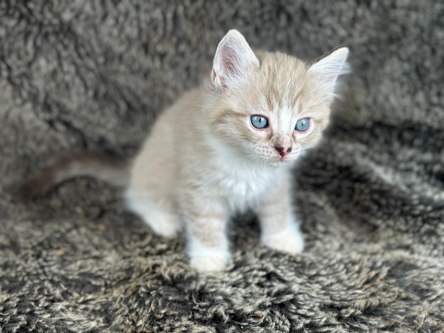 Ichiban - Sepia Seal Lynx mitted with Blaze- MALE - AVAILABLE 10/25/25