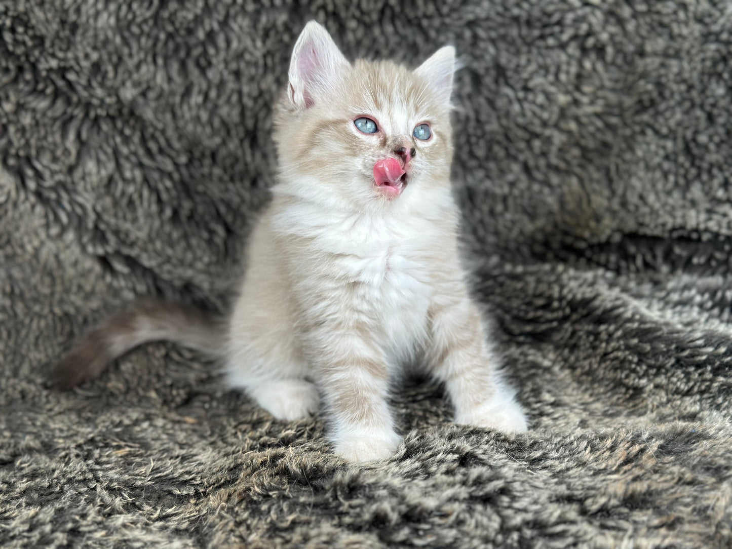 Ichiban - Sepia Seal Lynx mitted with Blaze- MALE - AVAILABLE 10/25/25