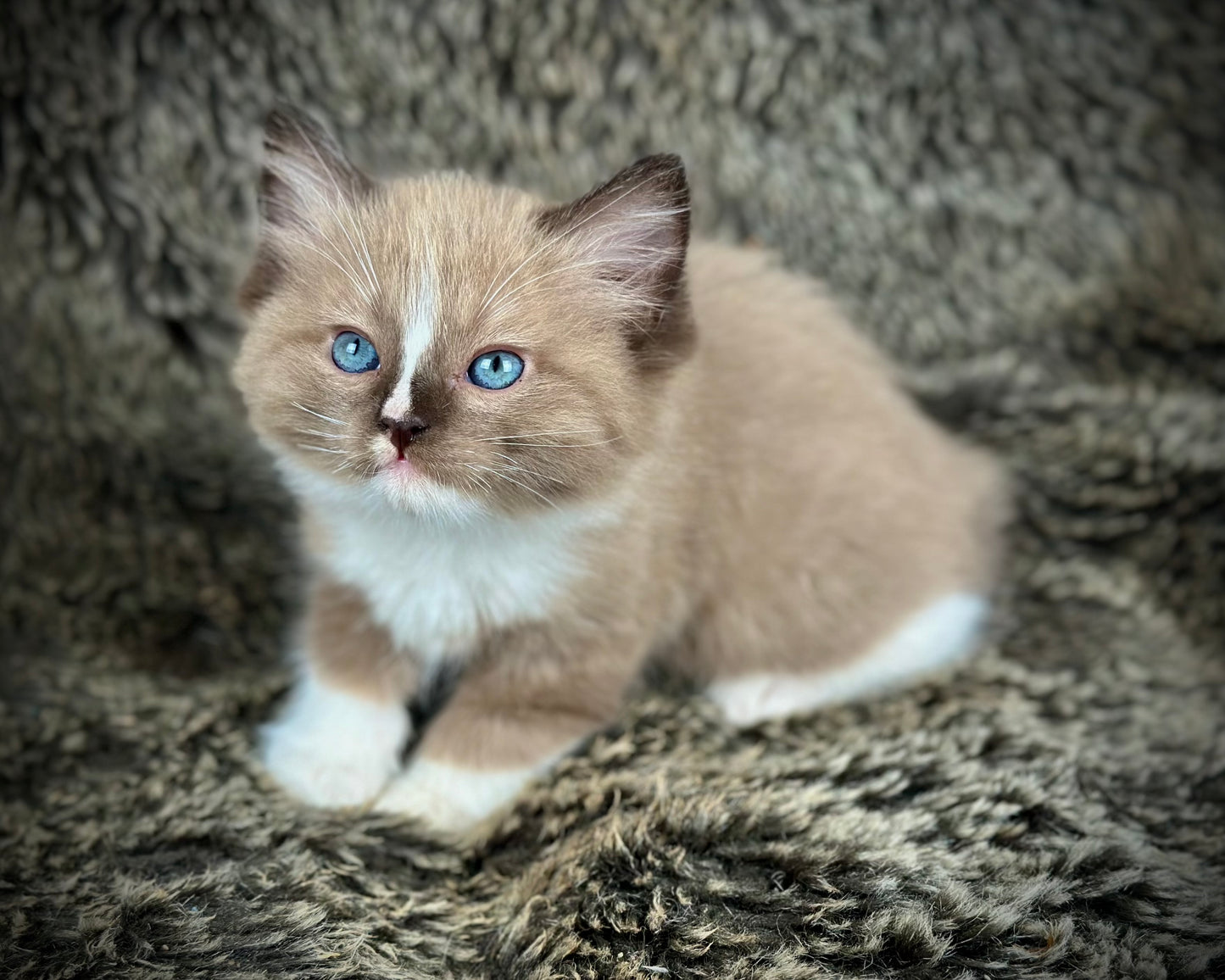 Moku - Seal Sepia Mitted with a Blaze - MALE - AVAILABLE 10/25/25 (Copy)