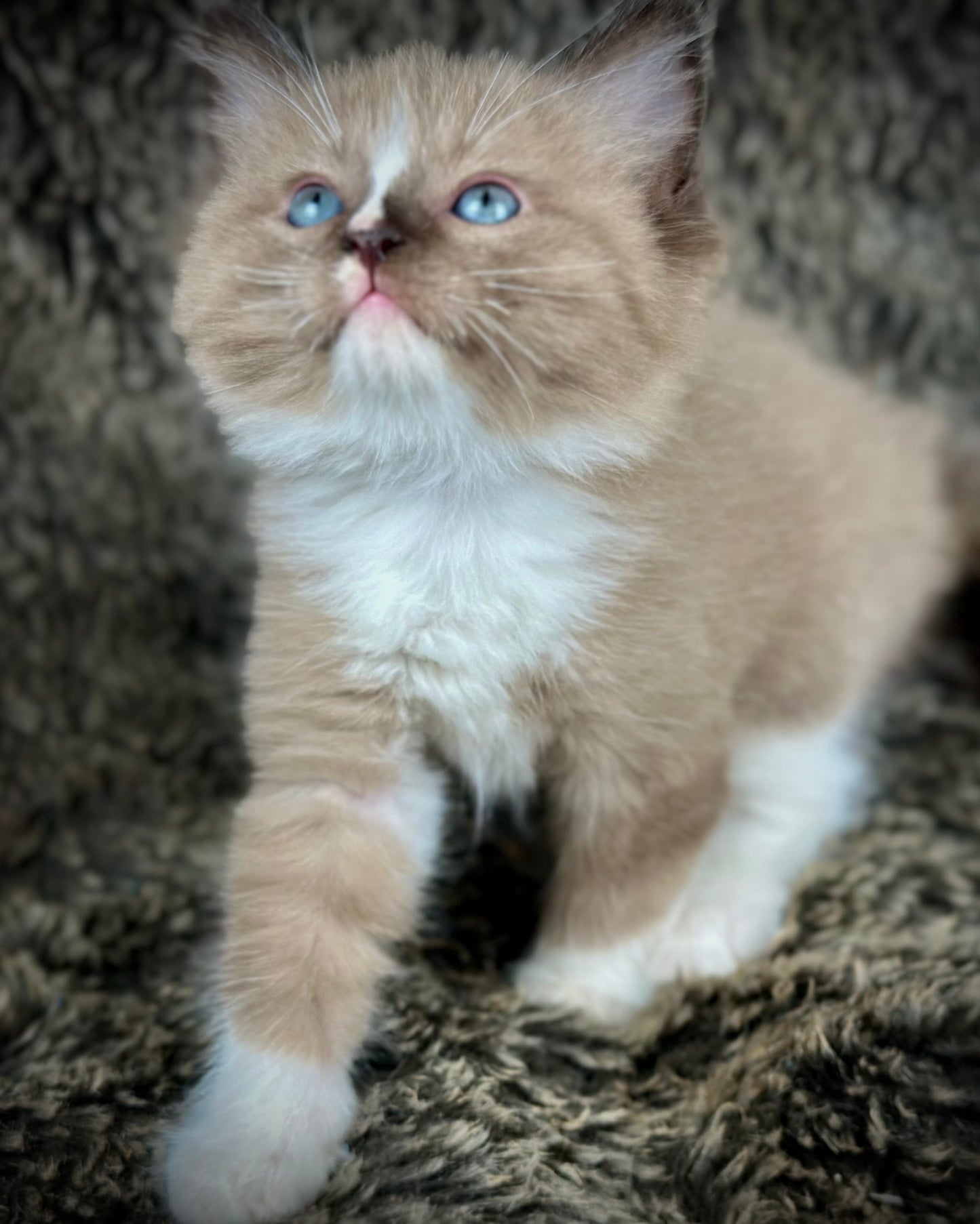 Moku - Seal Sepia Mitted with a Blaze - MALE - AVAILABLE 10/25/25 (Copy)