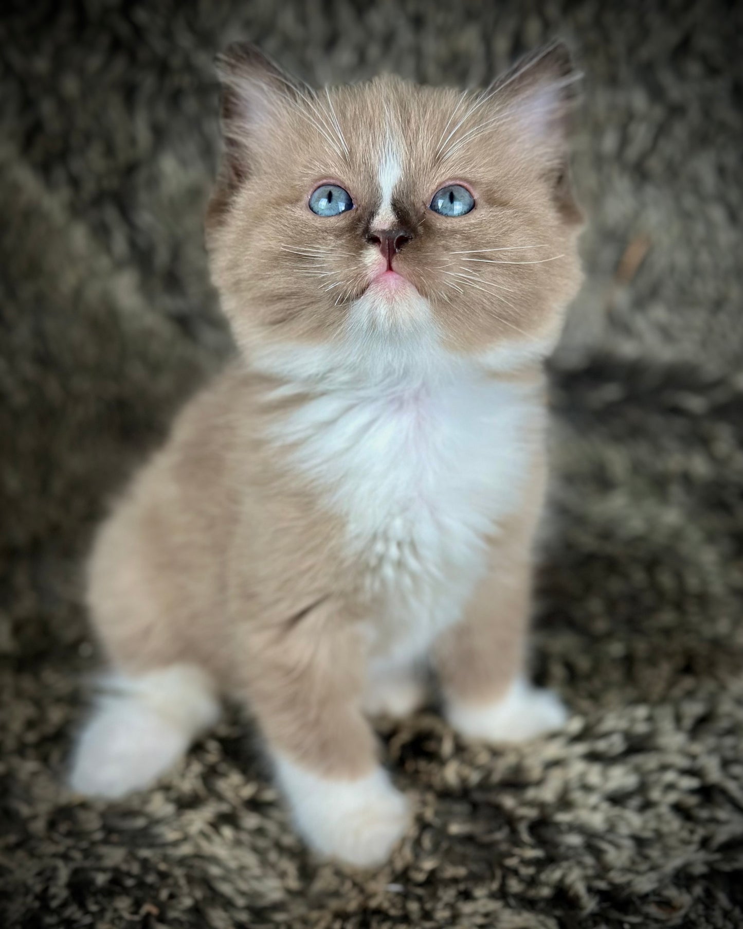 Moku - Seal Sepia Mitted with a Blaze - MALE - AVAILABLE 10/25/25 (Copy)