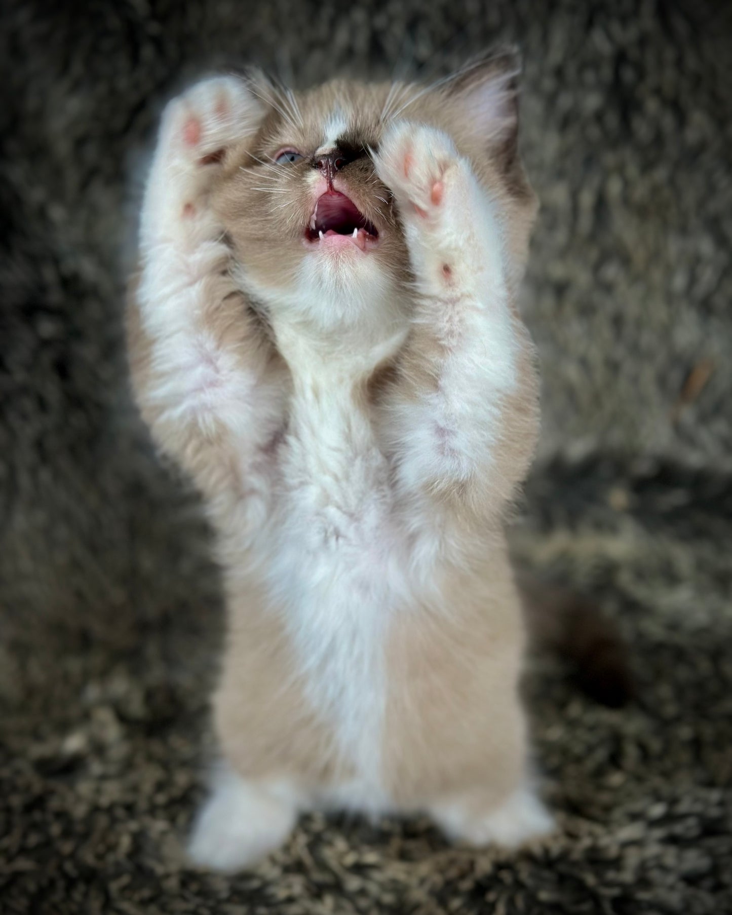 Moku - Seal Sepia Mitted with a Blaze - MALE - AVAILABLE 10/25/25 (Copy)