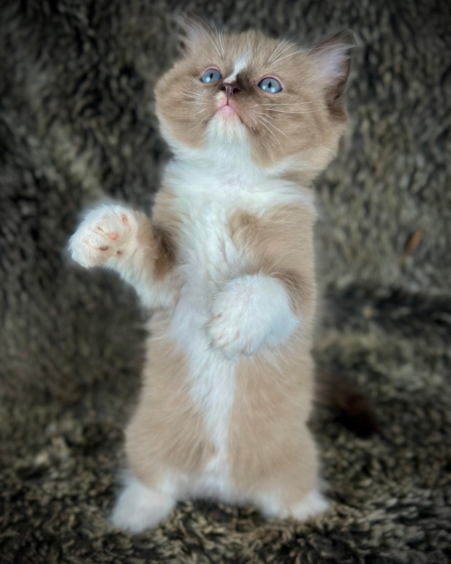 Moku - Seal Sepia Mitted with a Blaze - MALE - AVAILABLE 10/25/25 (Copy)