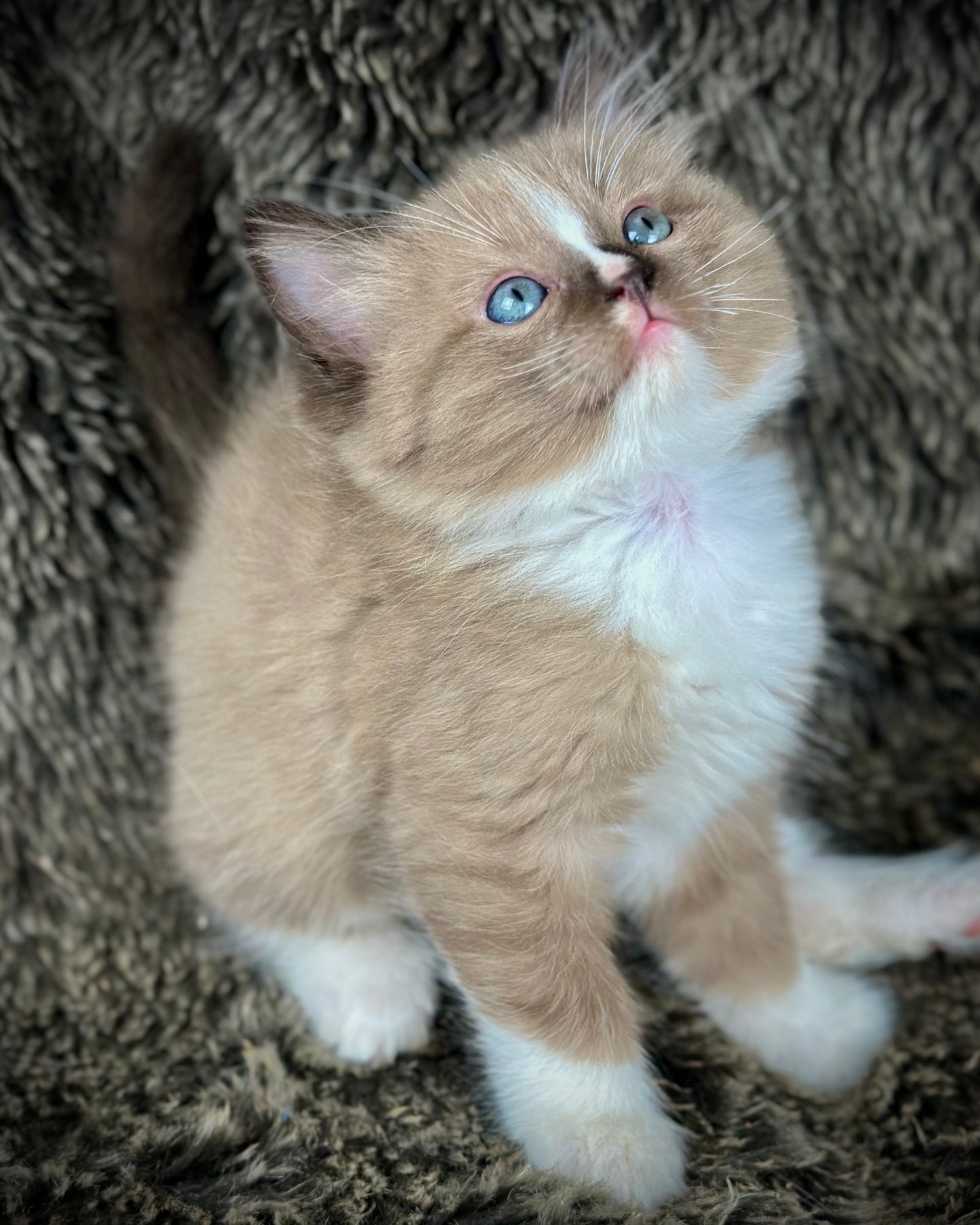 Moku - Seal Sepia Mitted with a Blaze - MALE - AVAILABLE 10/25/25 (Copy)