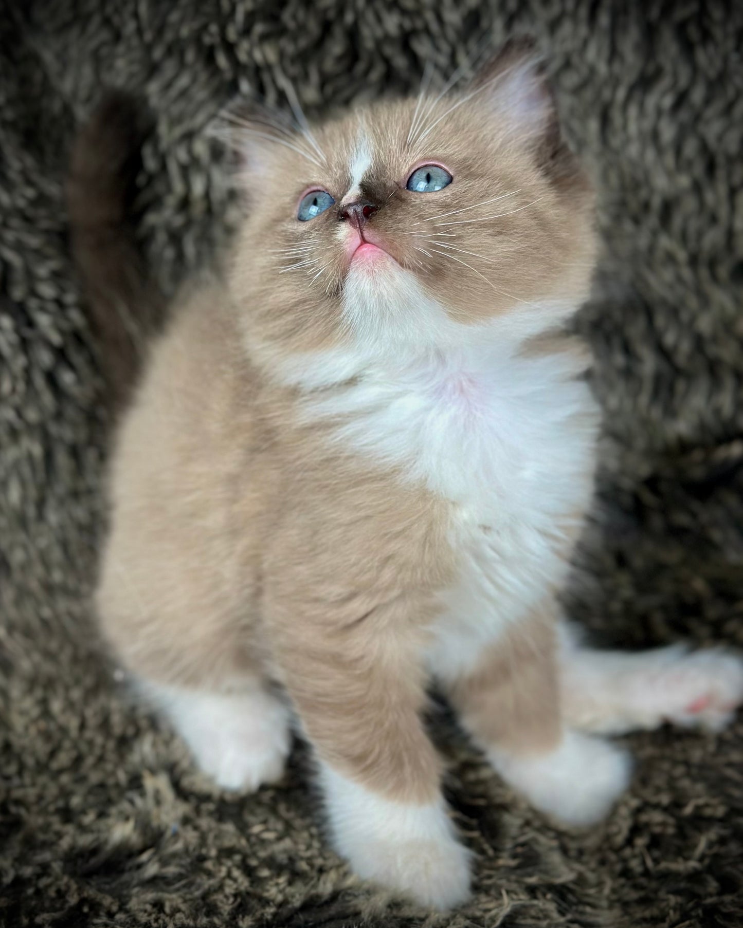 Moku - Seal Sepia Mitted with a Blaze - MALE - AVAILABLE 10/25/25 (Copy)
