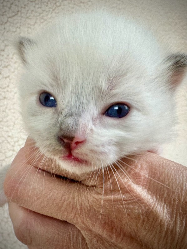 Bunny - FEMALE - traditional pointed tortie - RESERVED 3/25/2025