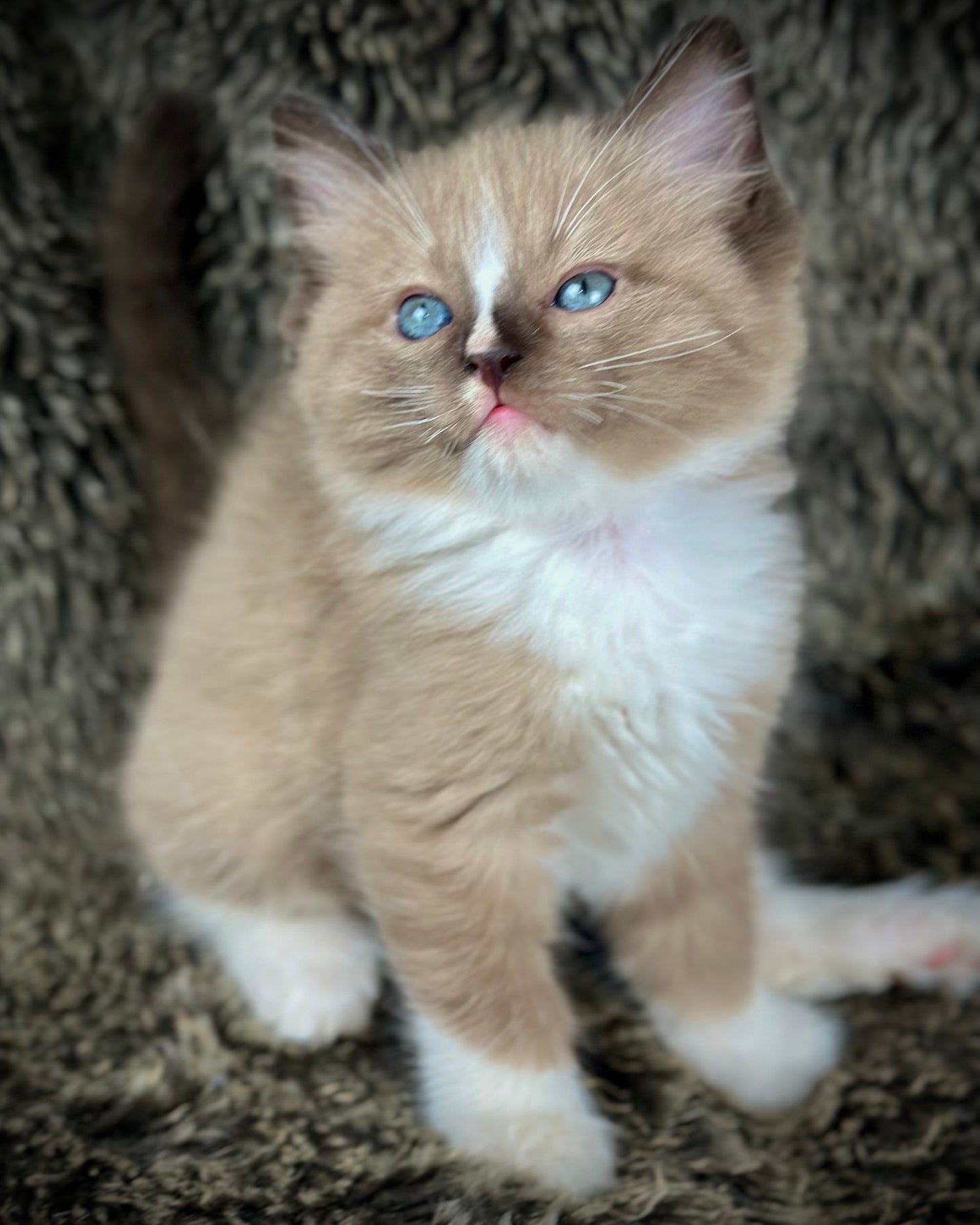 Moku - Seal Sepia Mitted with a Blaze - MALE - AVAILABLE 10/25/25 (Copy)