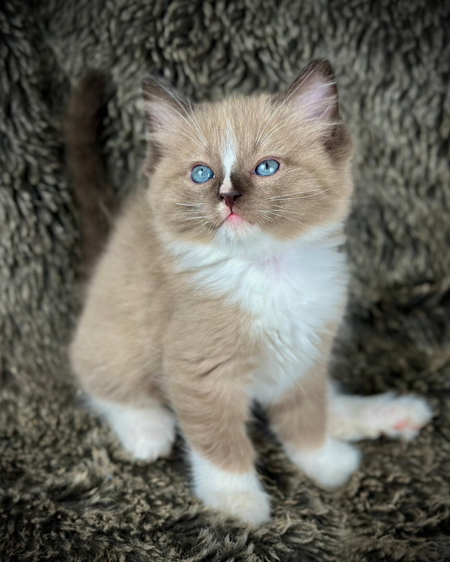 Moku - Seal Sepia Mitted with a Blaze - MALE - AVAILABLE 10/25/25 (Copy)