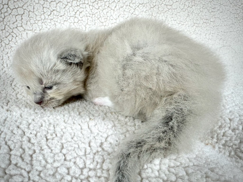 Gumball - Blue Mink MALE - UNAVAILABLE