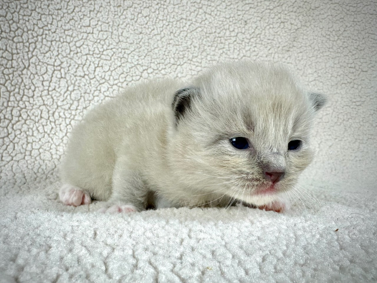 Gumball - Blue Mink MALE - UNAVAILABLE