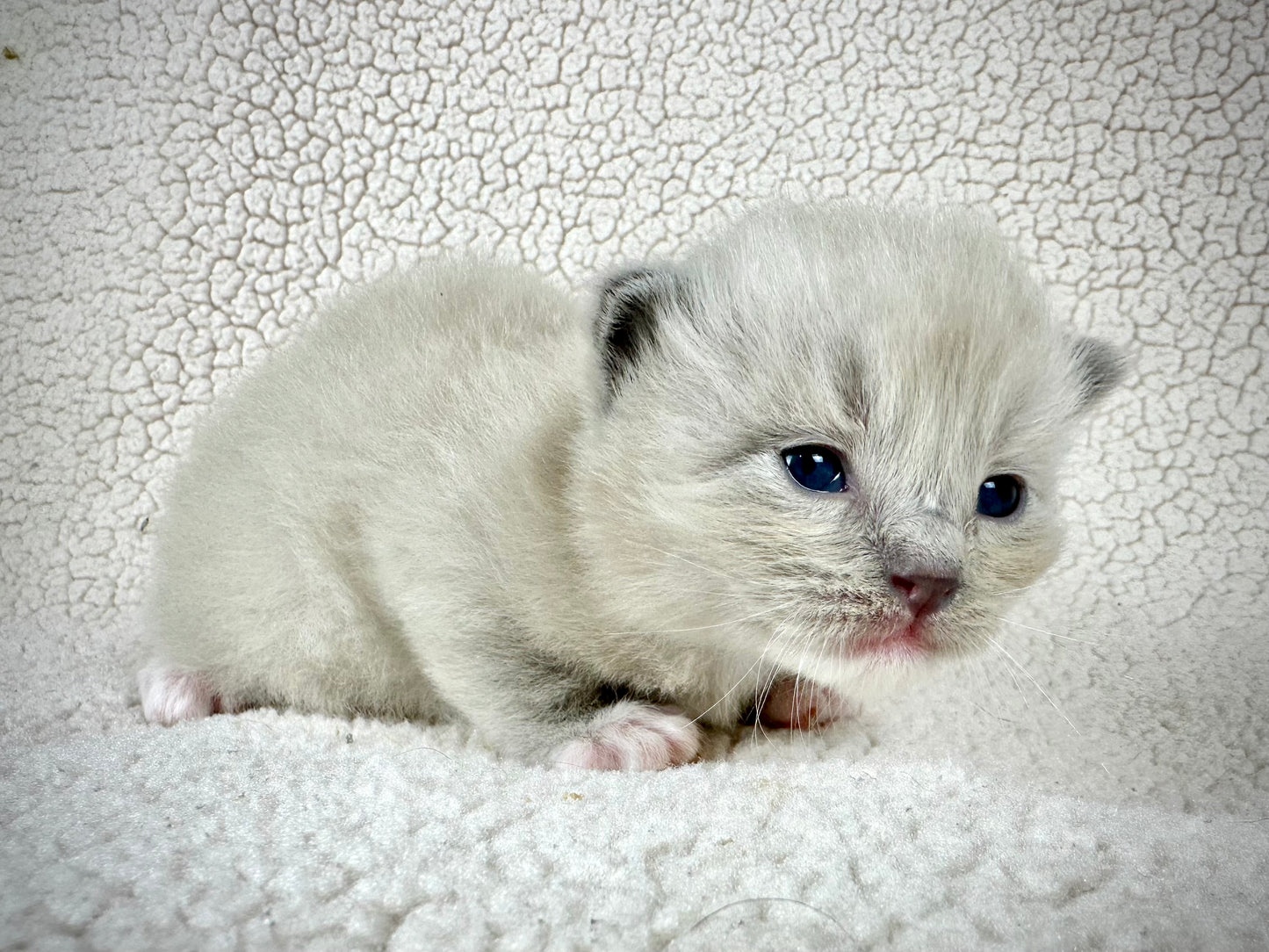 Gumball - Blue Mink MALE - UNAVAILABLE