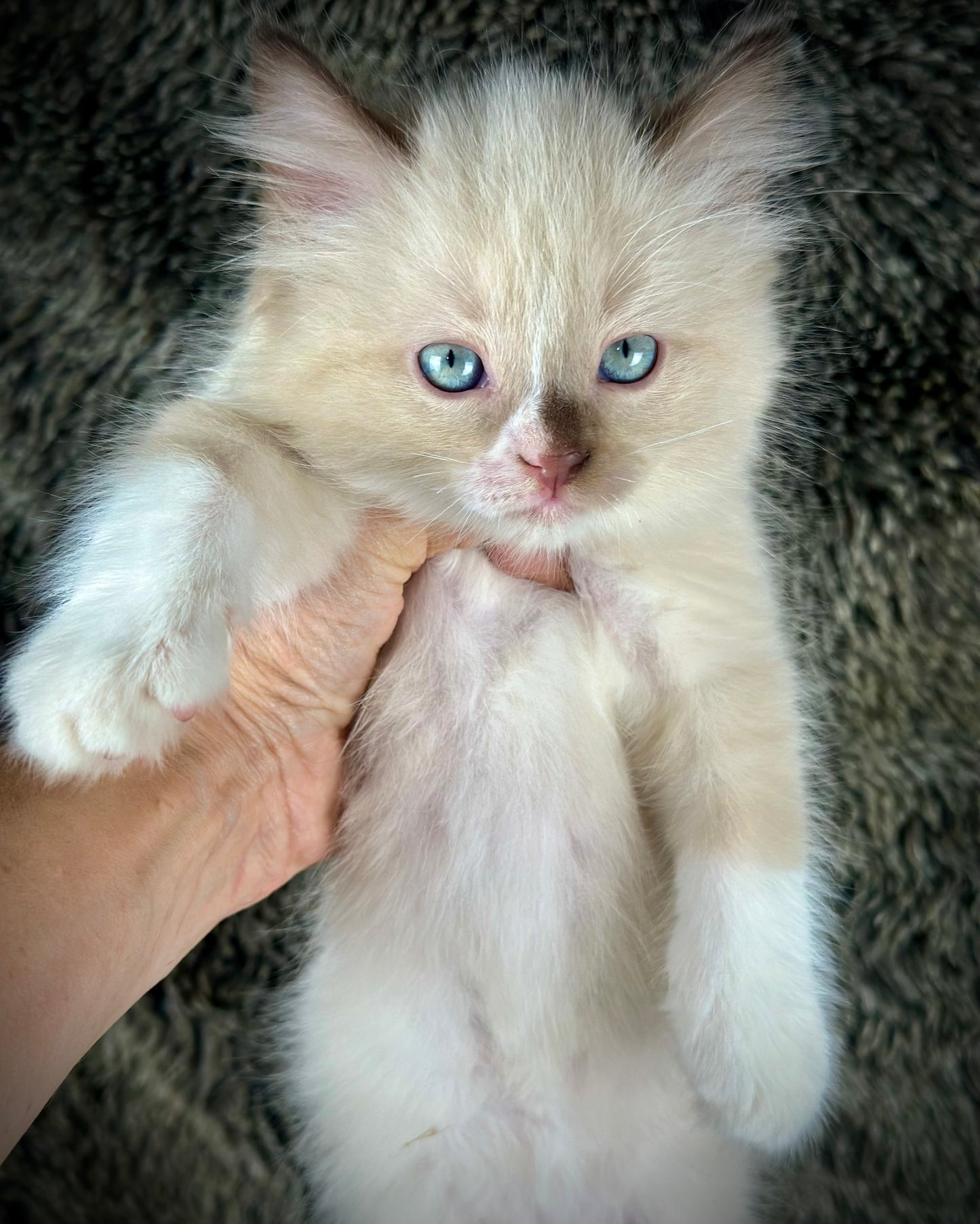 Akira chocolate Mink mitted with an offset blaze -MALE - AVAILABLE 10/25/25