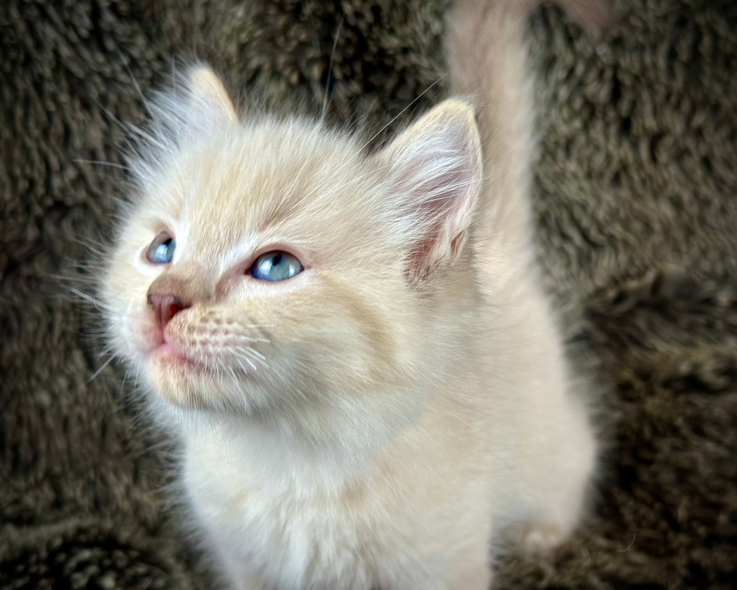 Banzai - Chocolate Lynx - MALE - AVAILABLE 10/25/25