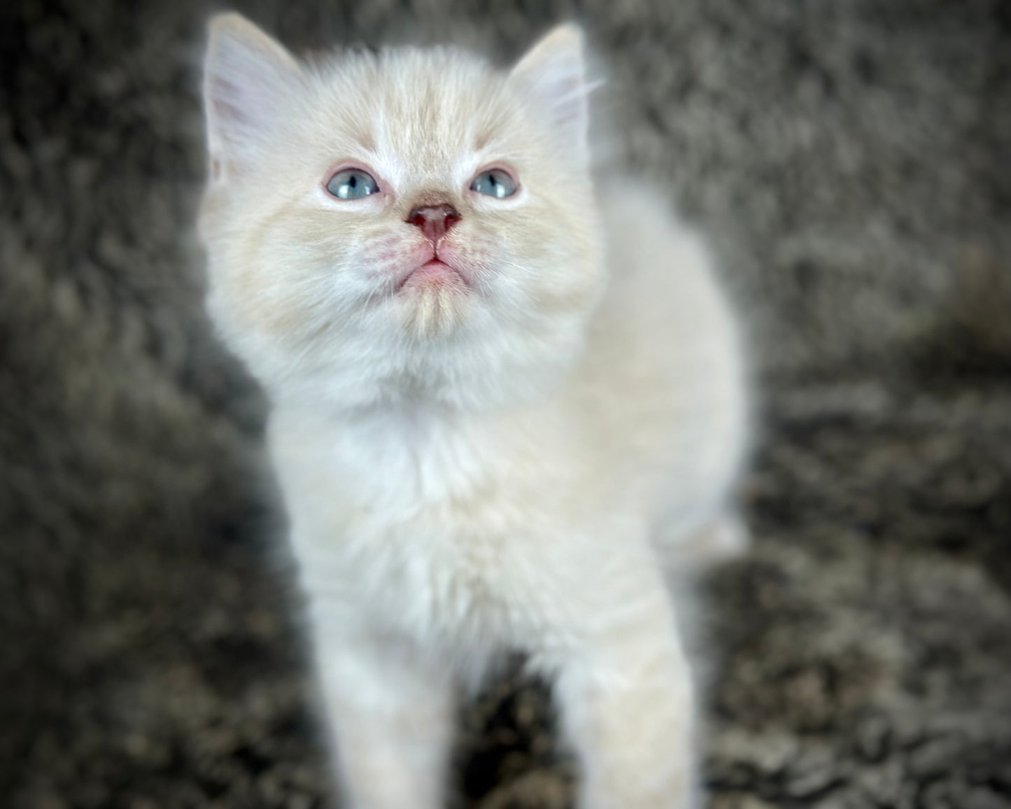 Banzai - Chocolate Lynx - MALE - AVAILABLE 10/25/25